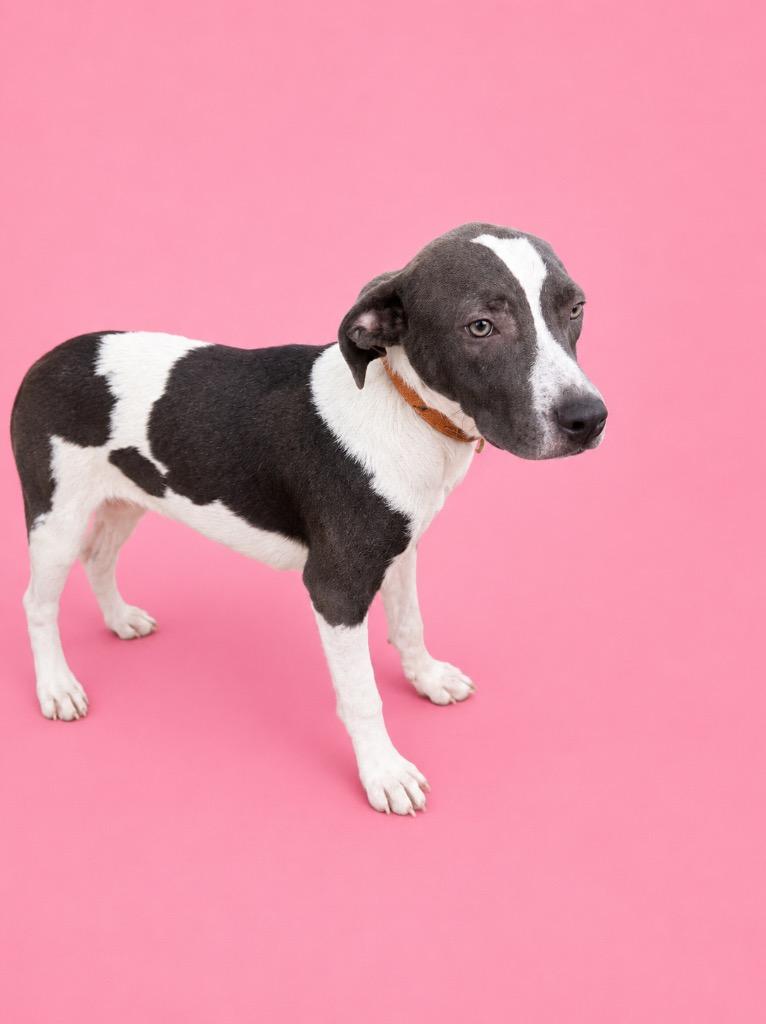 Miss Prissy, Adoptable, Puppy Female Terrier.