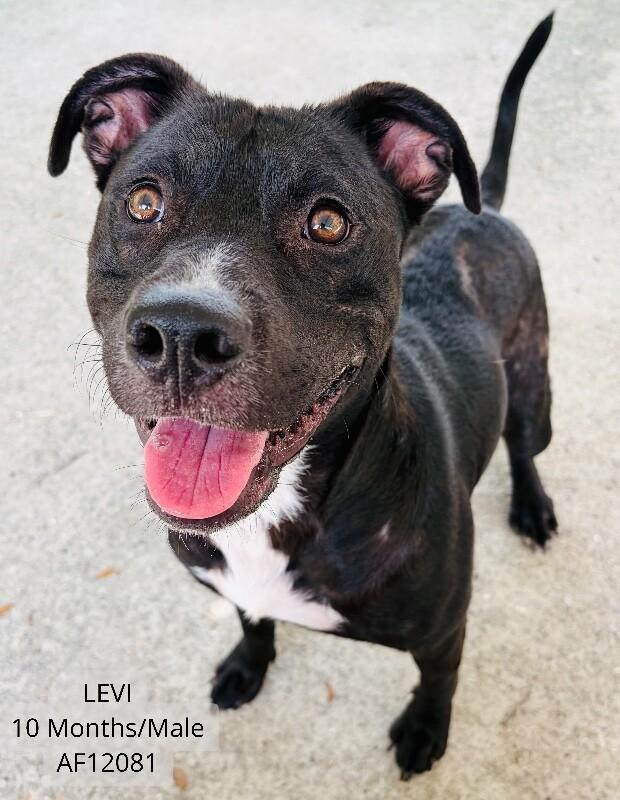 Levi, Adoptable, Adult Male Feist & Pit Bull Terrier.