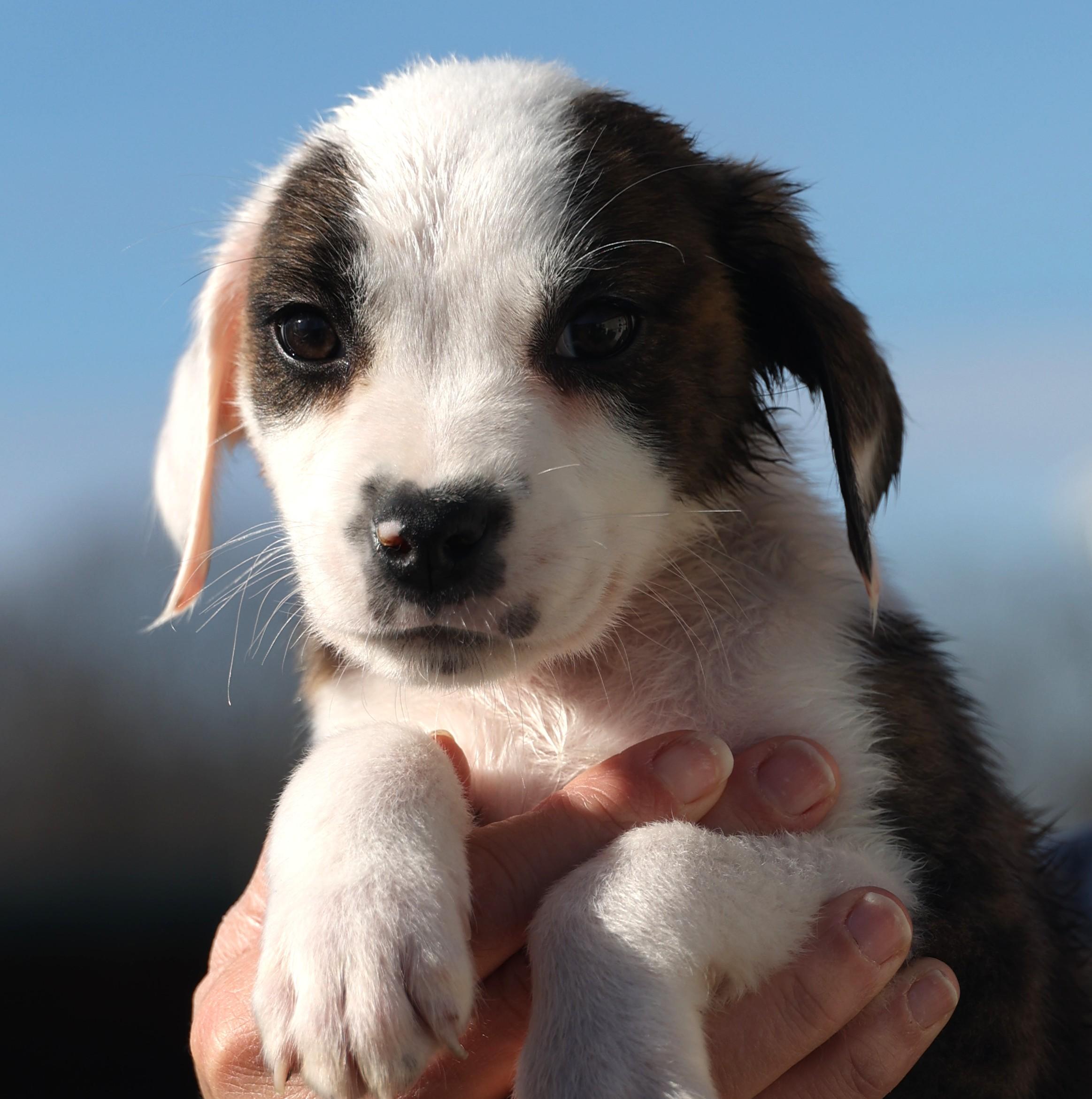 Enlarge Duncan-Available www.lhar.dog to apply, an adoptable mixed breed in Frederick, MD image 6/6