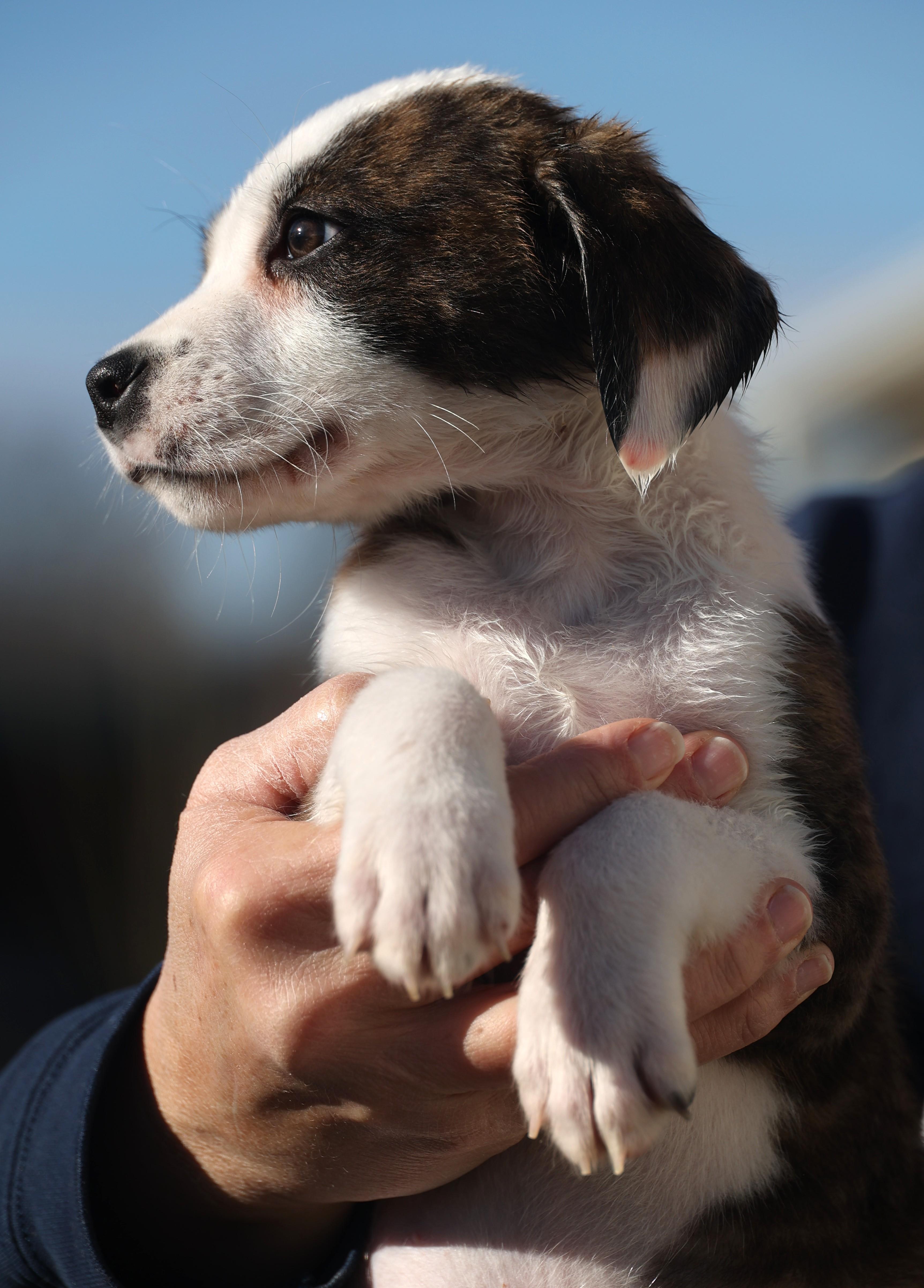 Enlarge Duncan-Available www.lhar.dog to apply, an adoptable mixed breed in Frederick, MD image 3/6