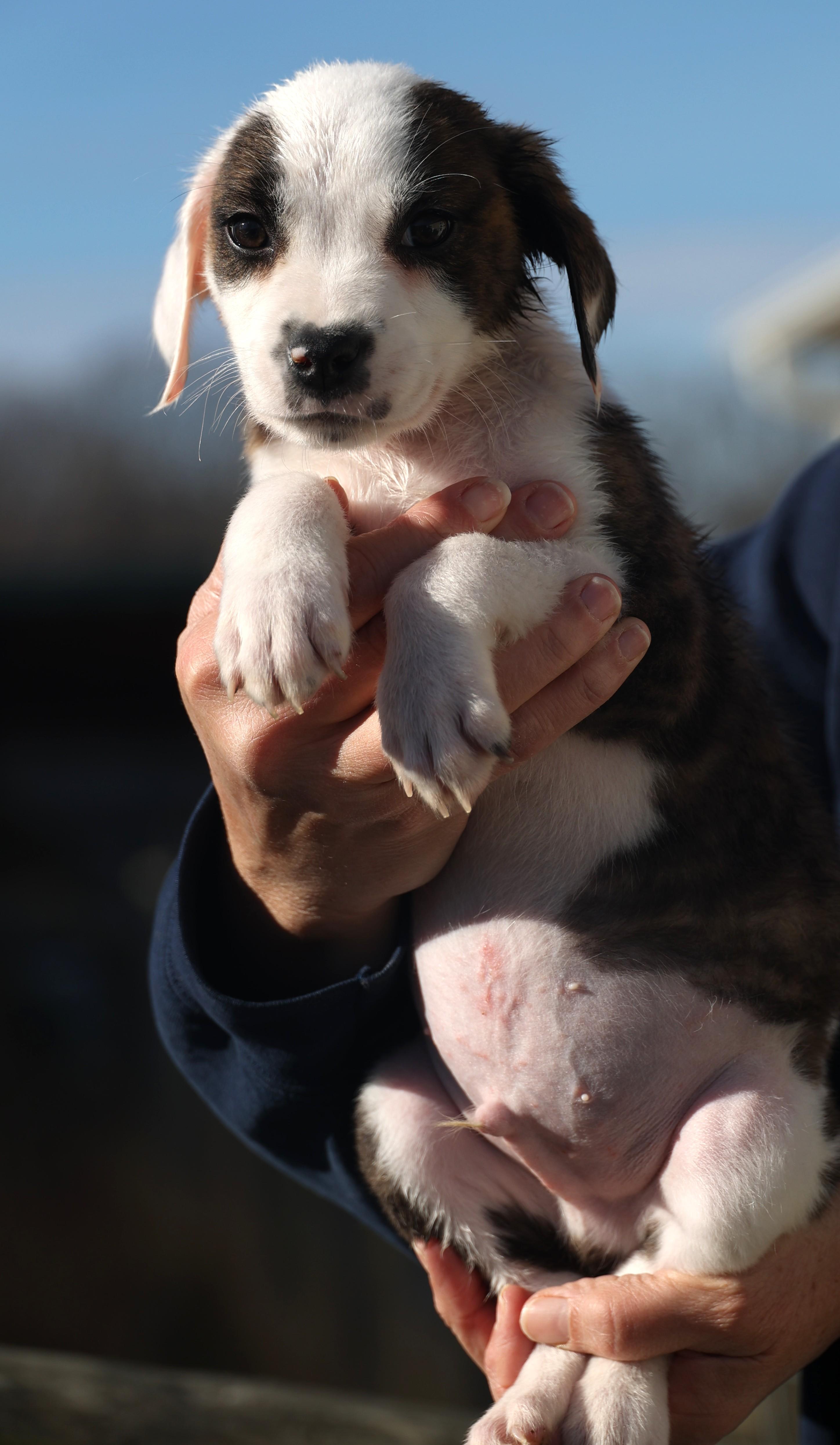 Enlarge Duncan-Available www.lhar.dog to apply, an adoptable mixed breed in Frederick, MD image 2/6