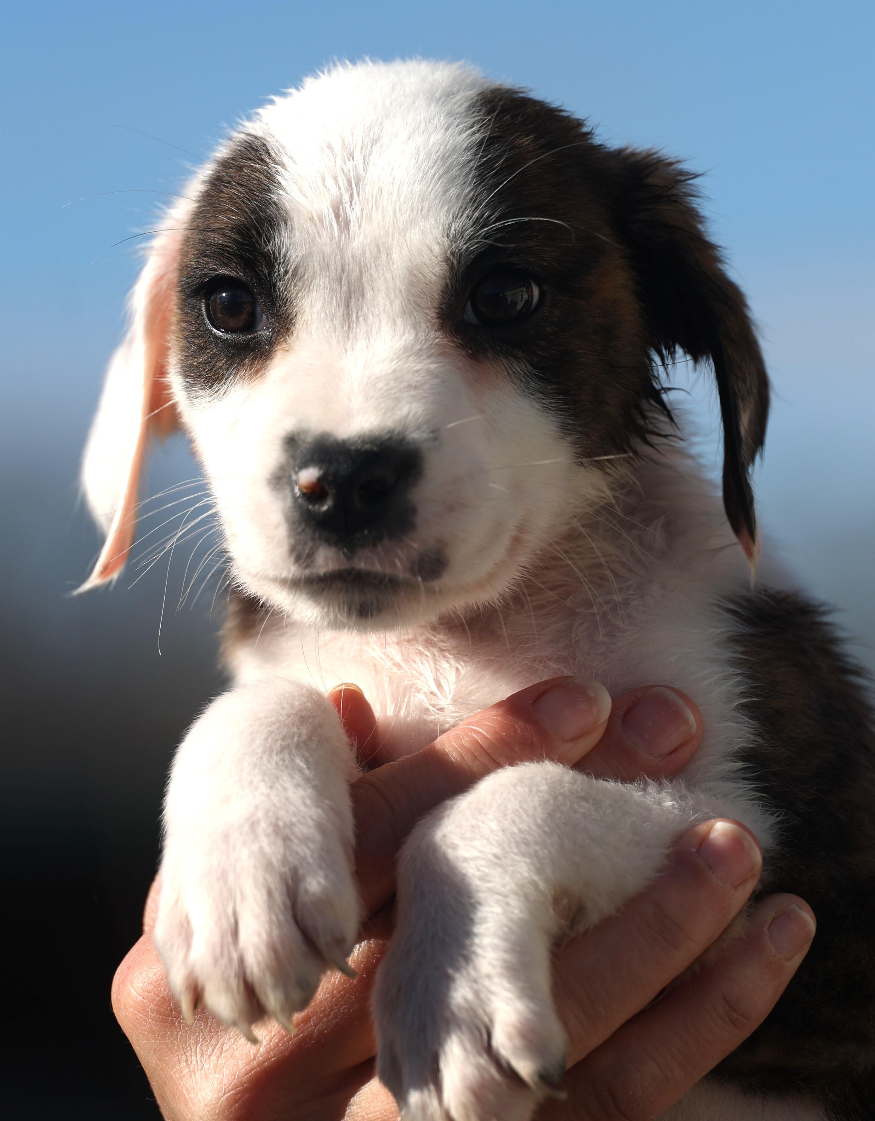 Enlarge Duncan-Available www.lhar.dog to apply, an adoptable mixed breed in Frederick, MD image 4/6