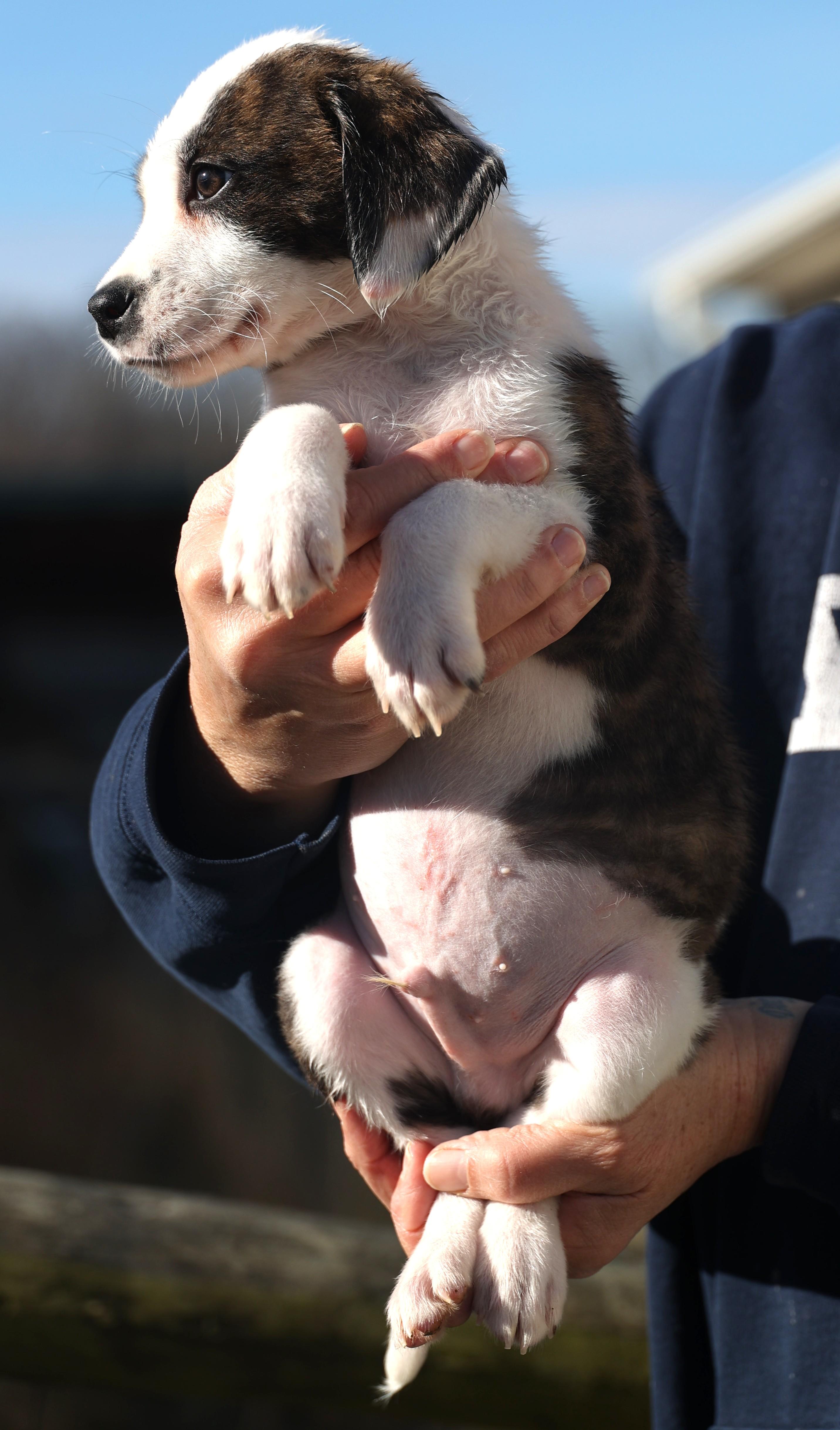 Enlarge Duncan-Available www.lhar.dog to apply, an adoptable mixed breed in Frederick, MD image 5/6