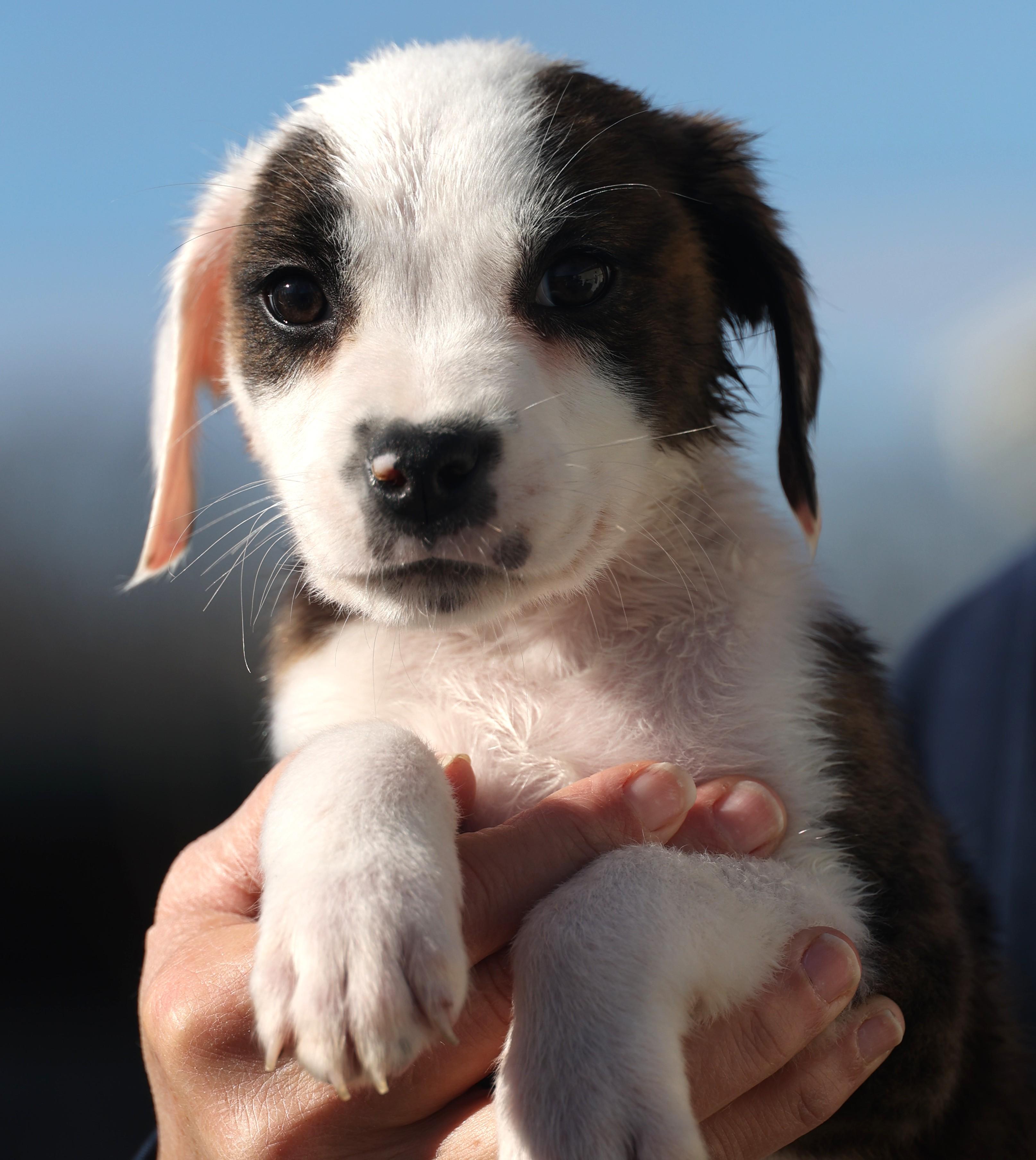 Enlarge Duncan-Available www.lhar.dog to apply, an adoptable mixed breed in Frederick, MD image 1/6