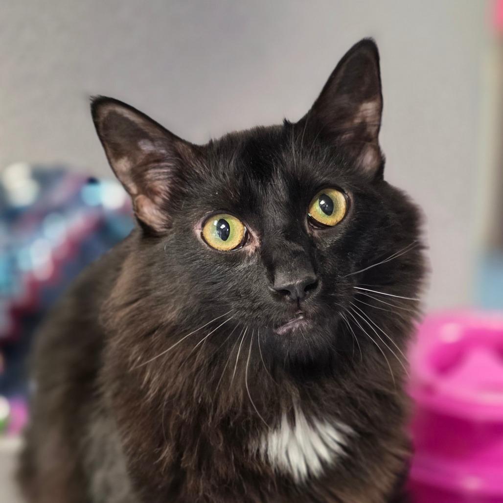 Enlarge Tempo, a Adoptable Domestic Medium Hair in Huntsville, AL image 1/2