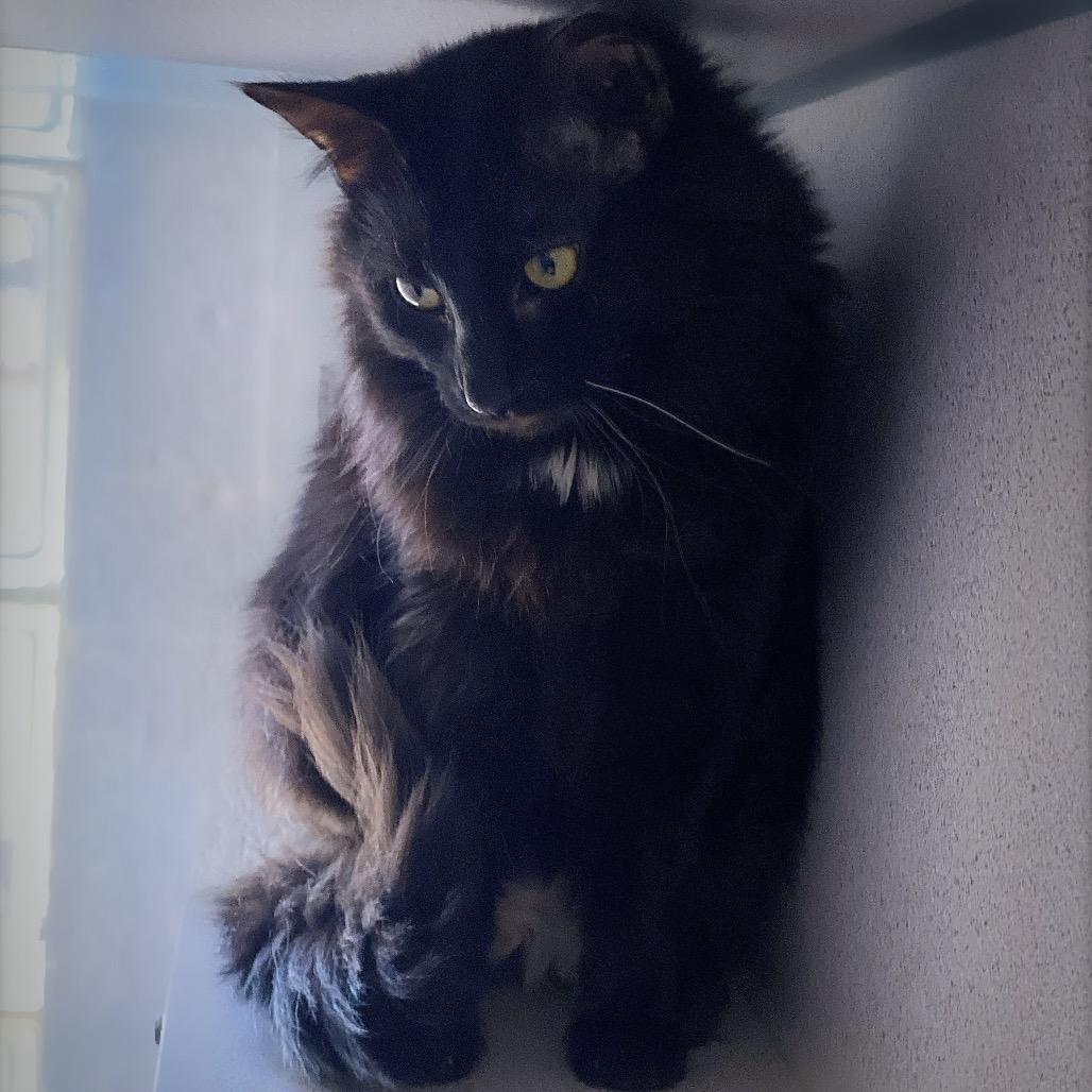Enlarge Tempo, a Adoptable Domestic Medium Hair in Huntsville, AL image 3/3