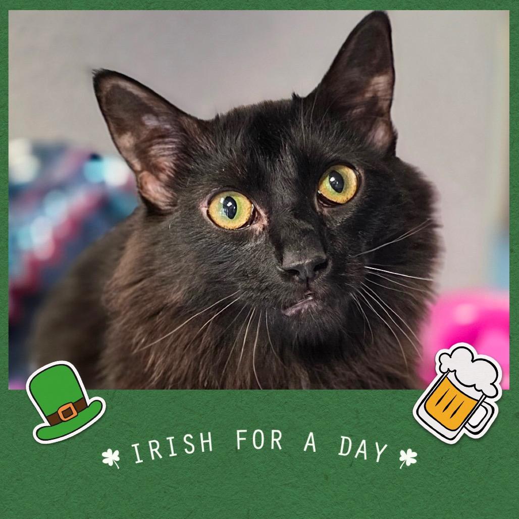 Enlarge Tempo, a Adoptable Domestic Medium Hair in Huntsville, AL image 2/2