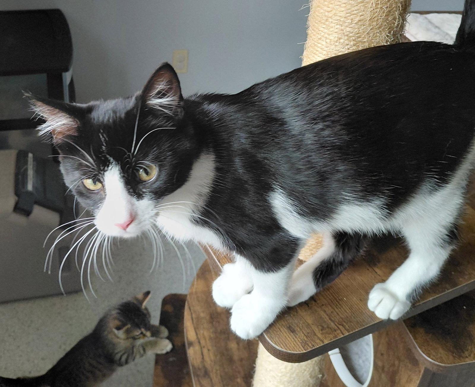 Enlarge Juniper, a Adoptable Domestic Short Hair in Montello, WI image 1/3