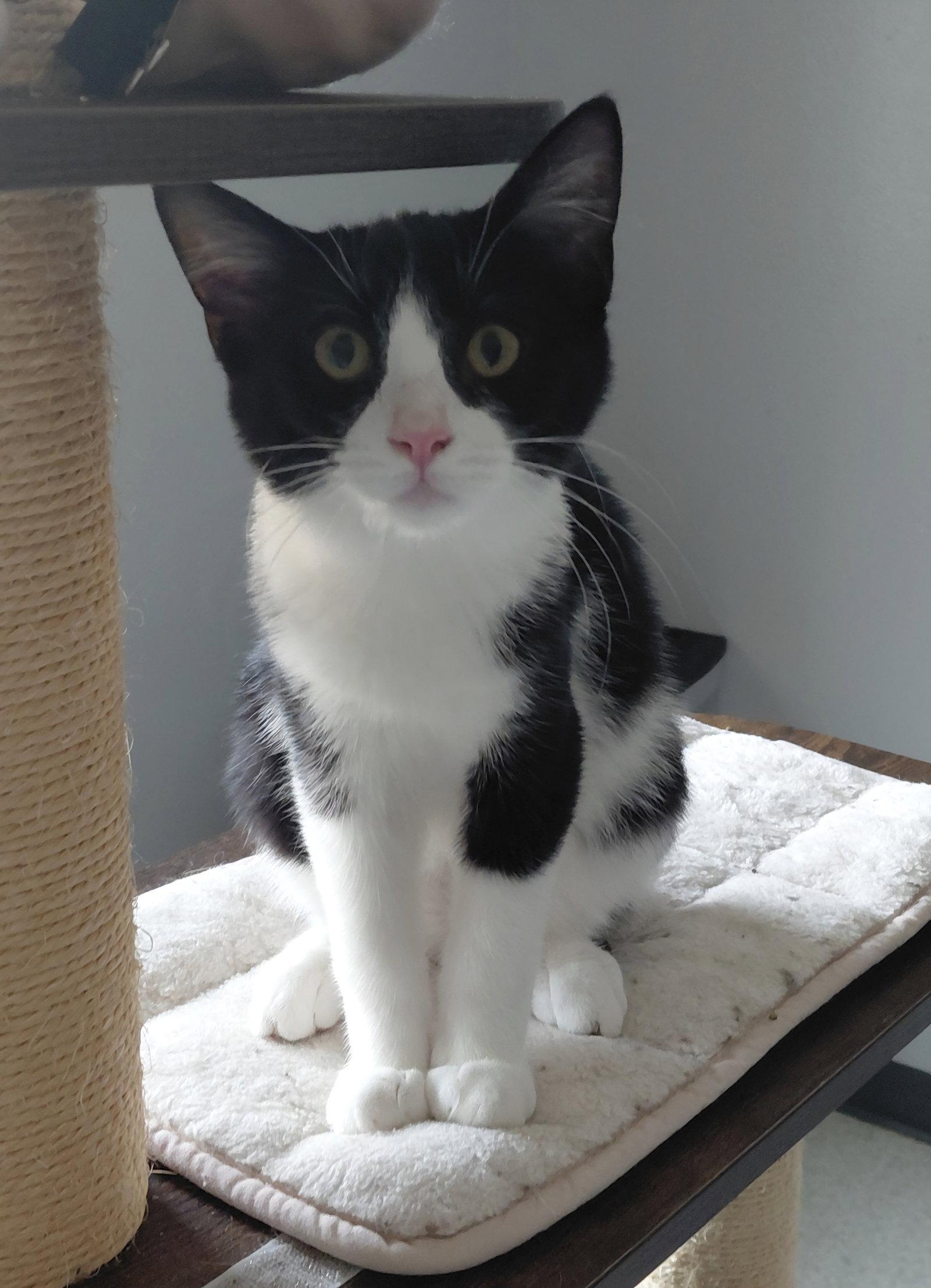 Enlarge Juniper, a Adoptable Domestic Short Hair in Montello, WI image 2/3