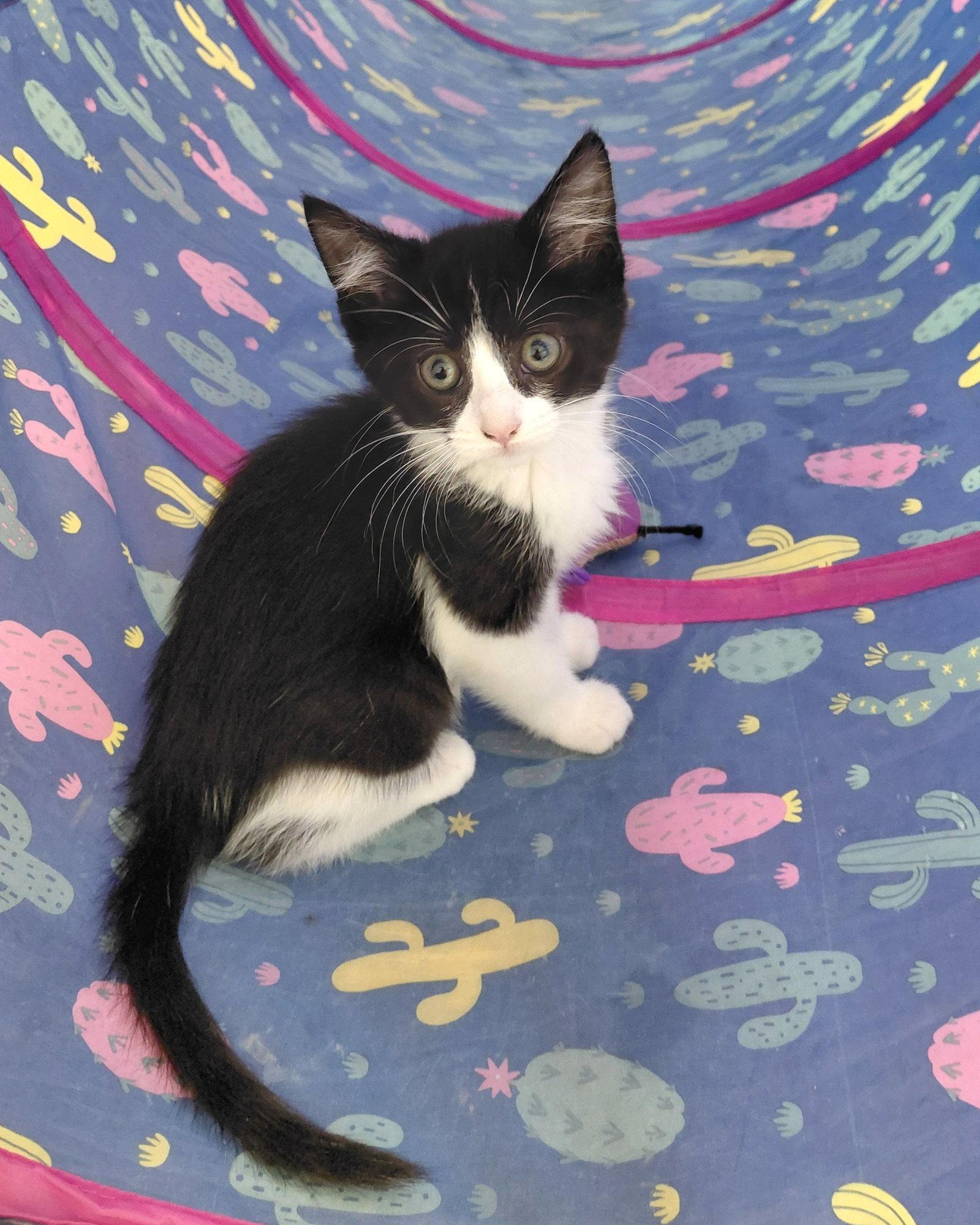 Juniper, Adoptable, Kitten Female Domestic Short Hair.