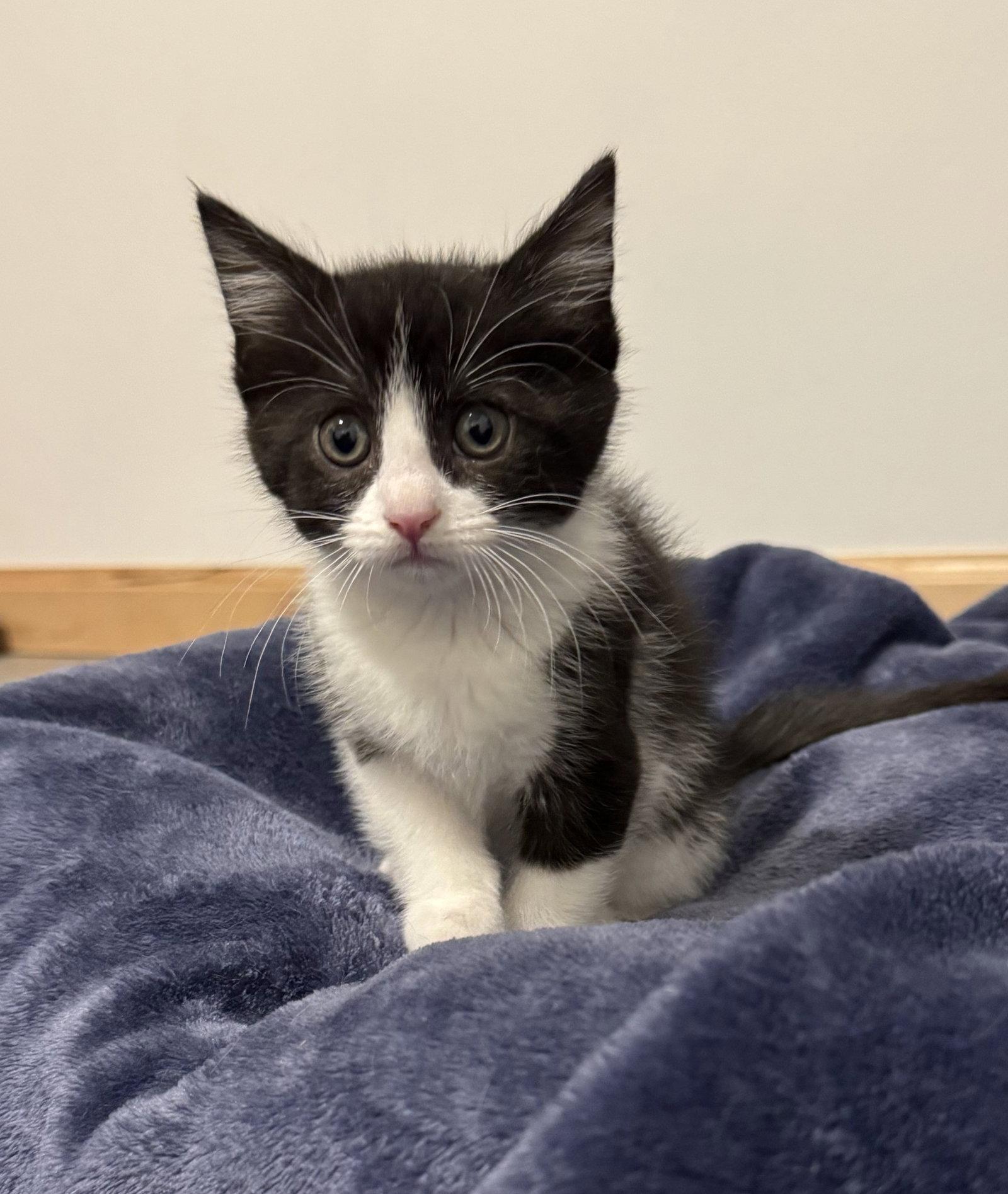 Juniper, a Adoptable Domestic Short Hair in Montello, WI image 2/3