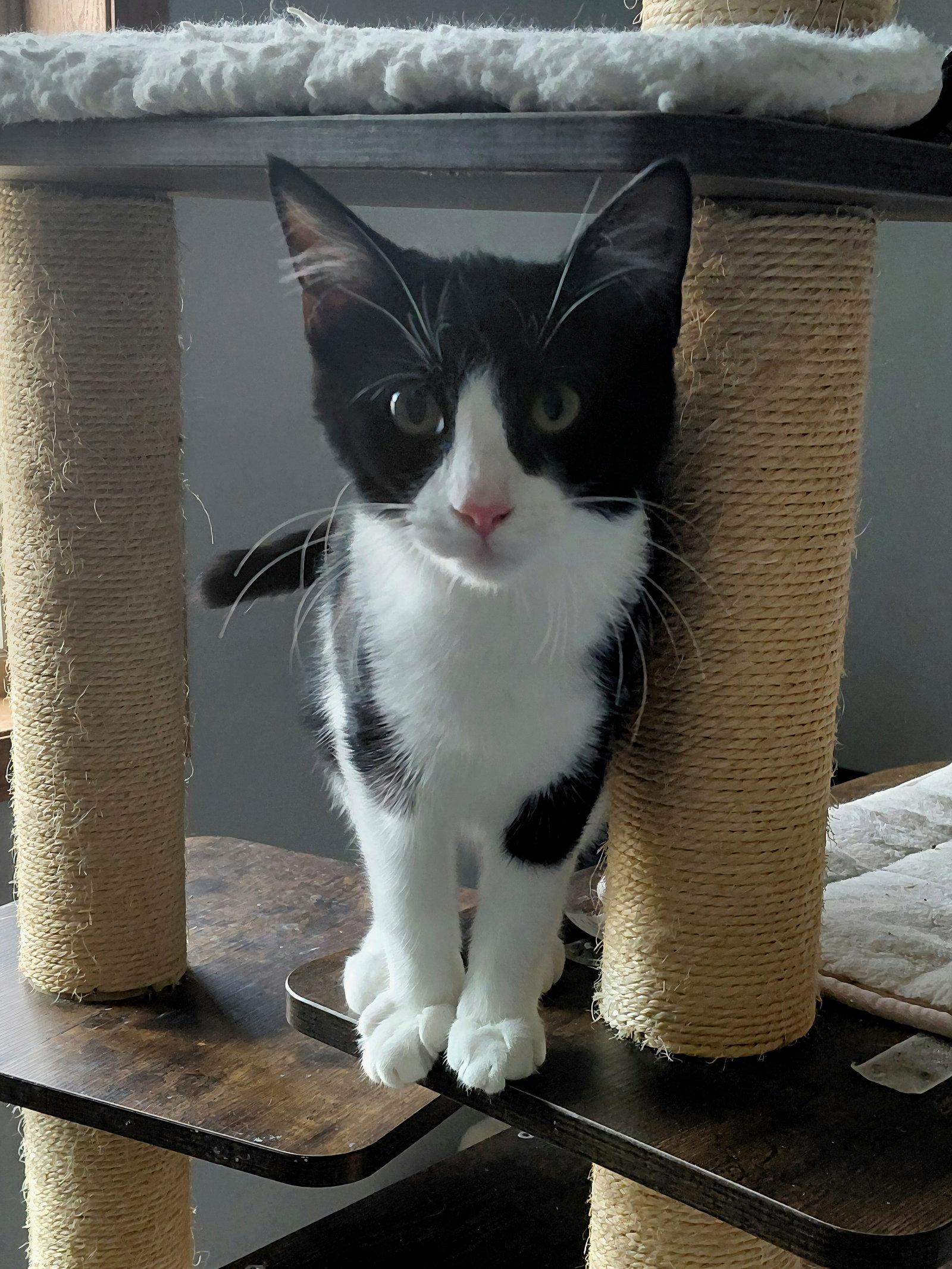 Enlarge Juniper, a Adoptable Domestic Short Hair in Montello, WI image 3/3