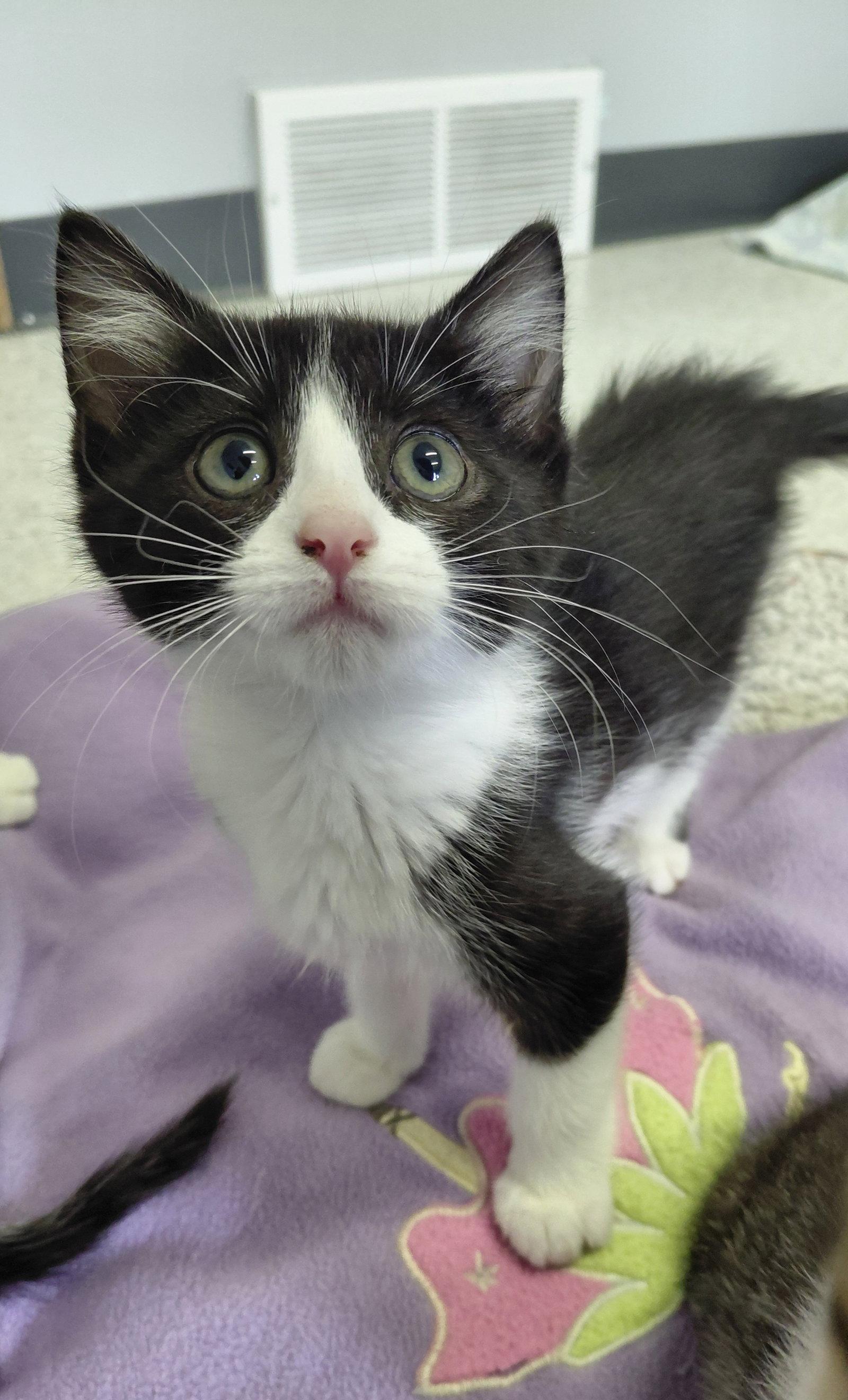Juniper, a Adoptable Domestic Short Hair in Montello, WI image 3/3
