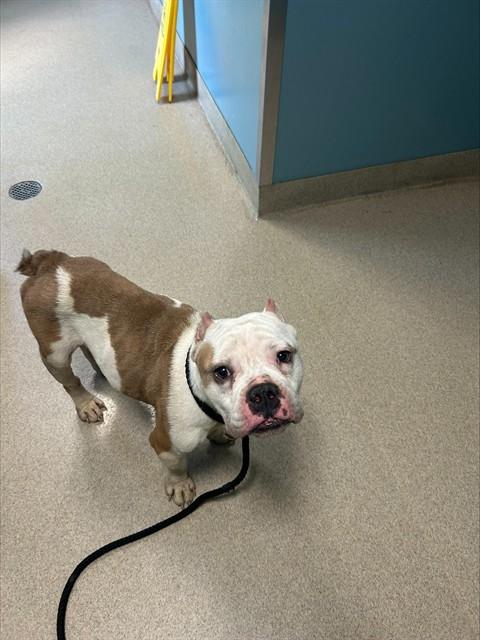 PLONK, Adoptable, Adult Male American Bulldog.