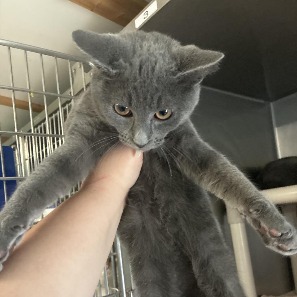 Old Spice, Adoptable, Kitten Male Domestic Short Hair.