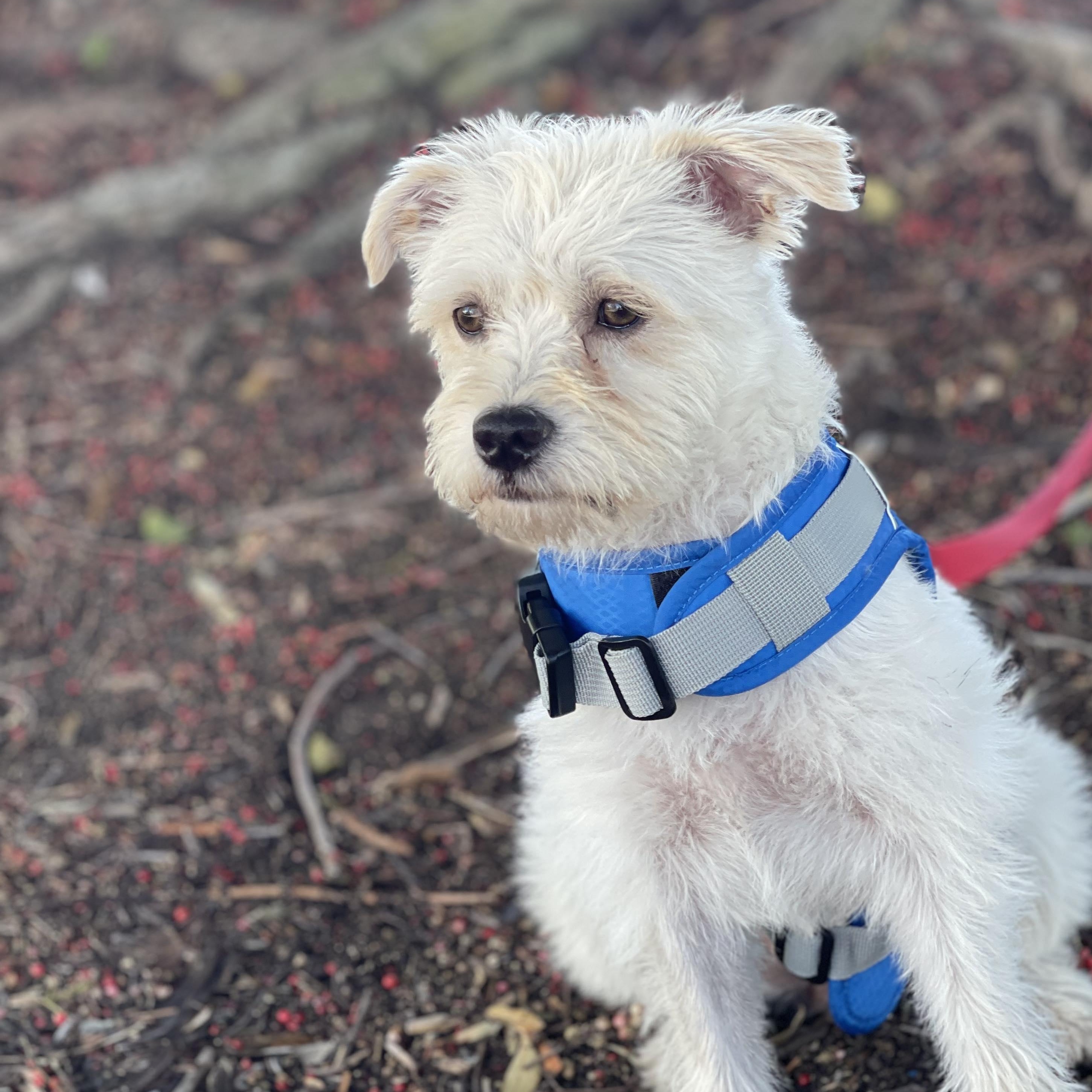 Enlarge Katie 9 months , an adoptable mixed breed in Aliso Viejo, CA image 6/6