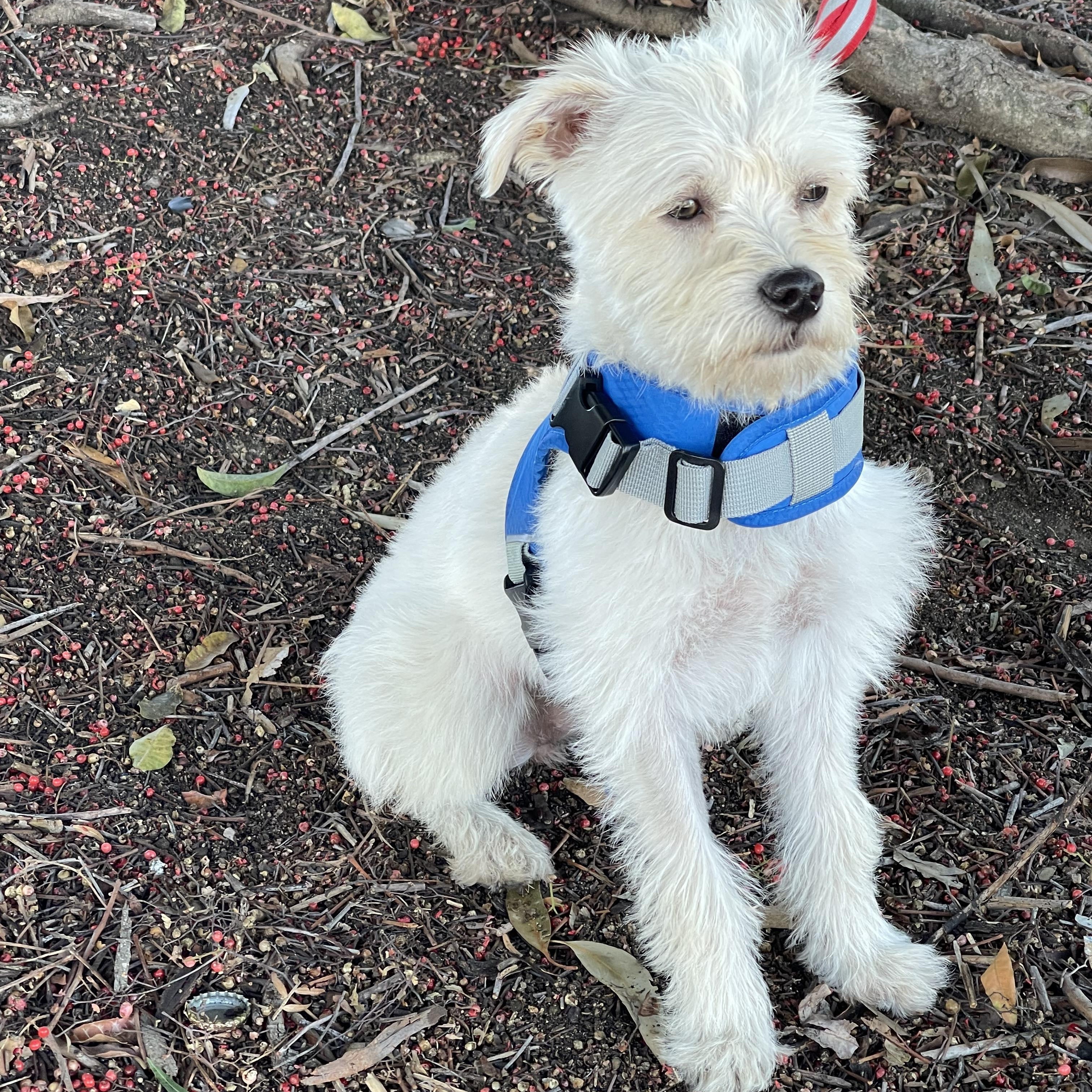 Enlarge Katie 9 months , an adoptable mixed breed in Aliso Viejo, CA image 2/6