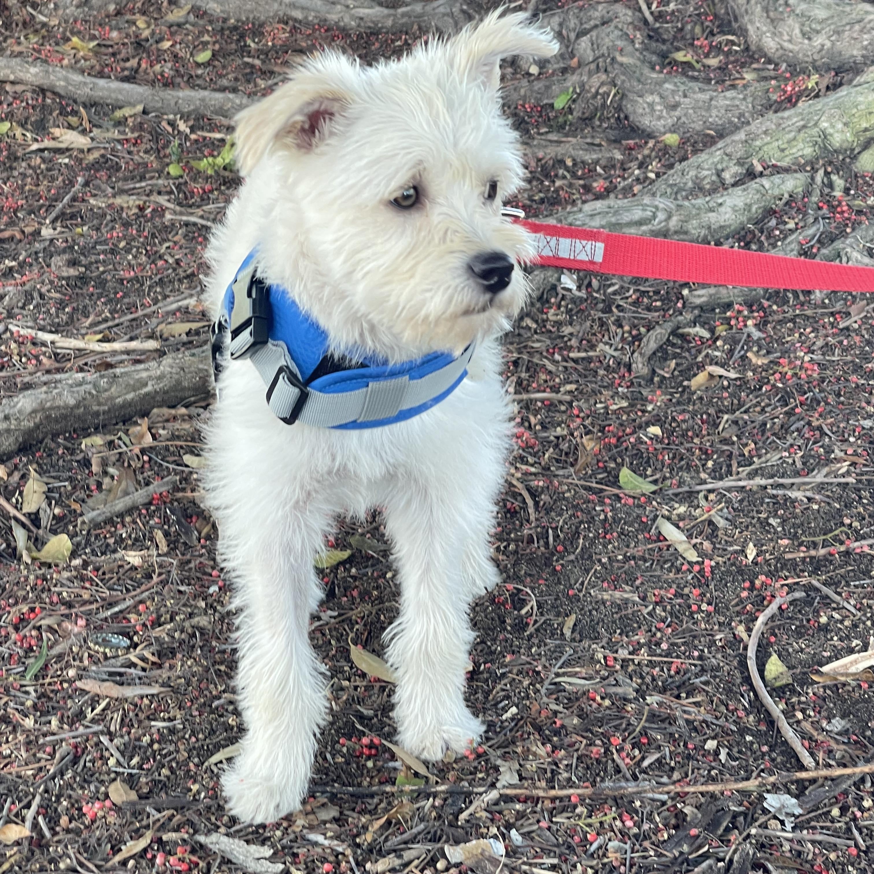 Enlarge Katie 9 months , an adoptable mixed breed in Aliso Viejo, CA image 4/6