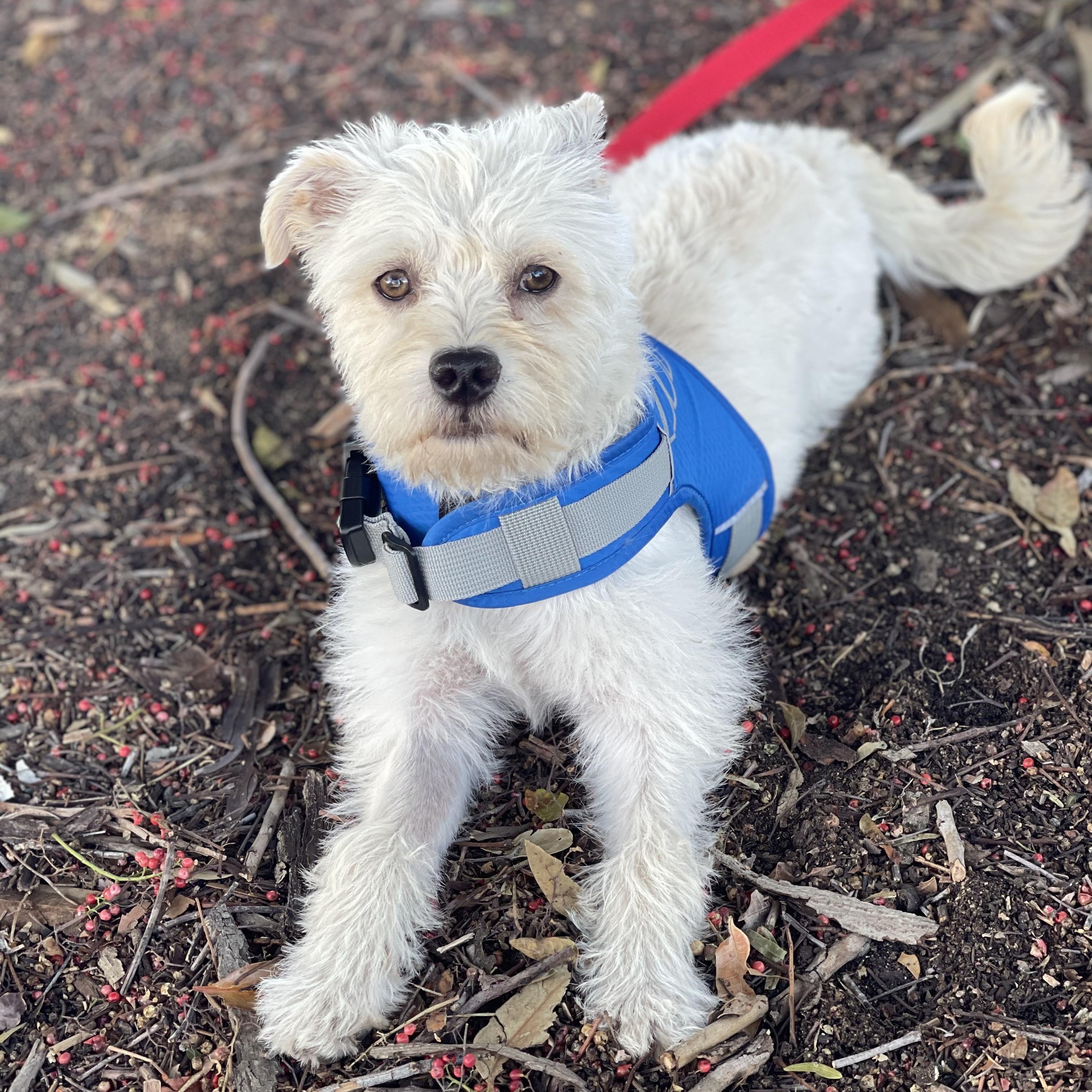 Enlarge Katie 9 months , an adoptable mixed breed in Aliso Viejo, CA image 5/6