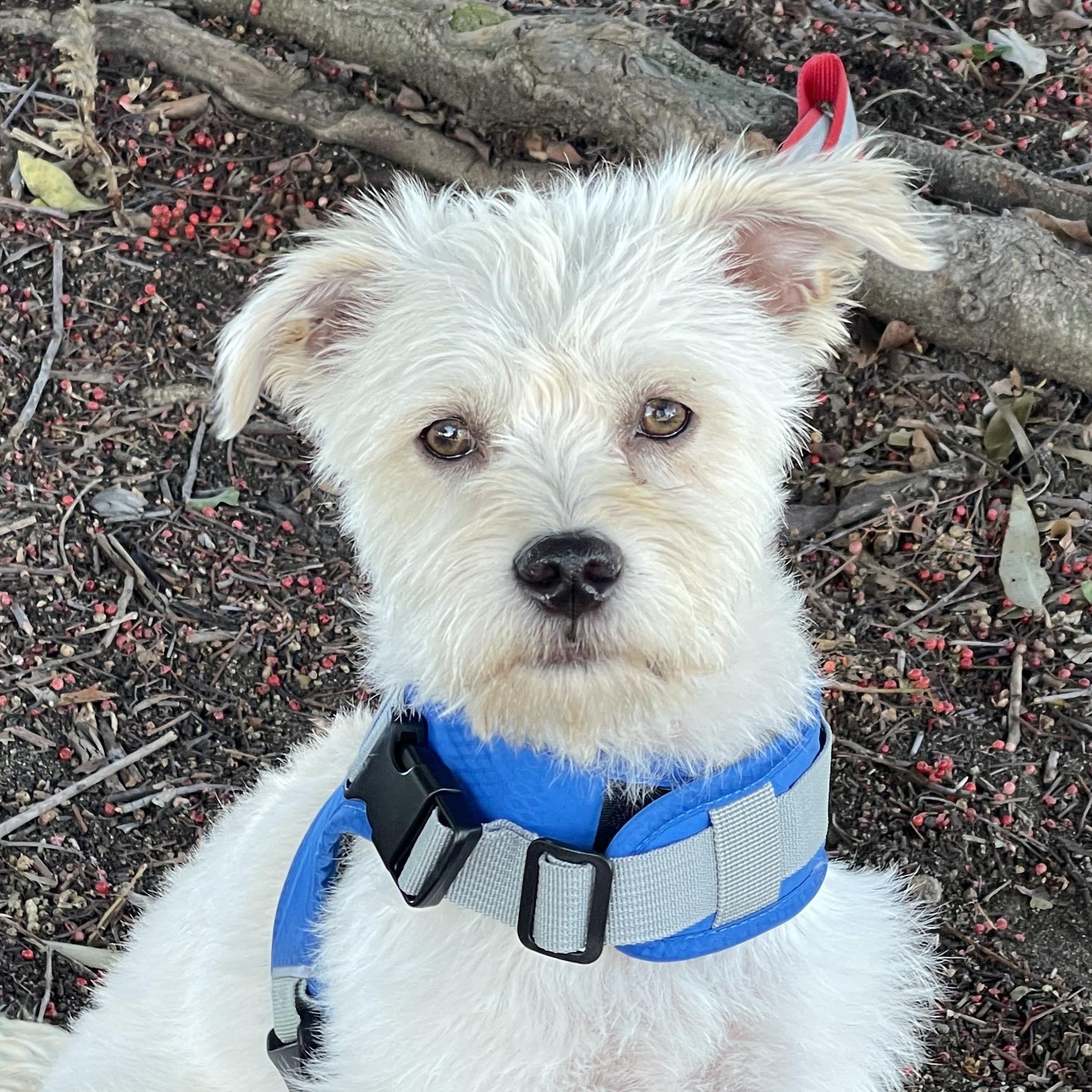 Enlarge Katie 9 months , an adoptable mixed breed in Aliso Viejo, CA image 1/6