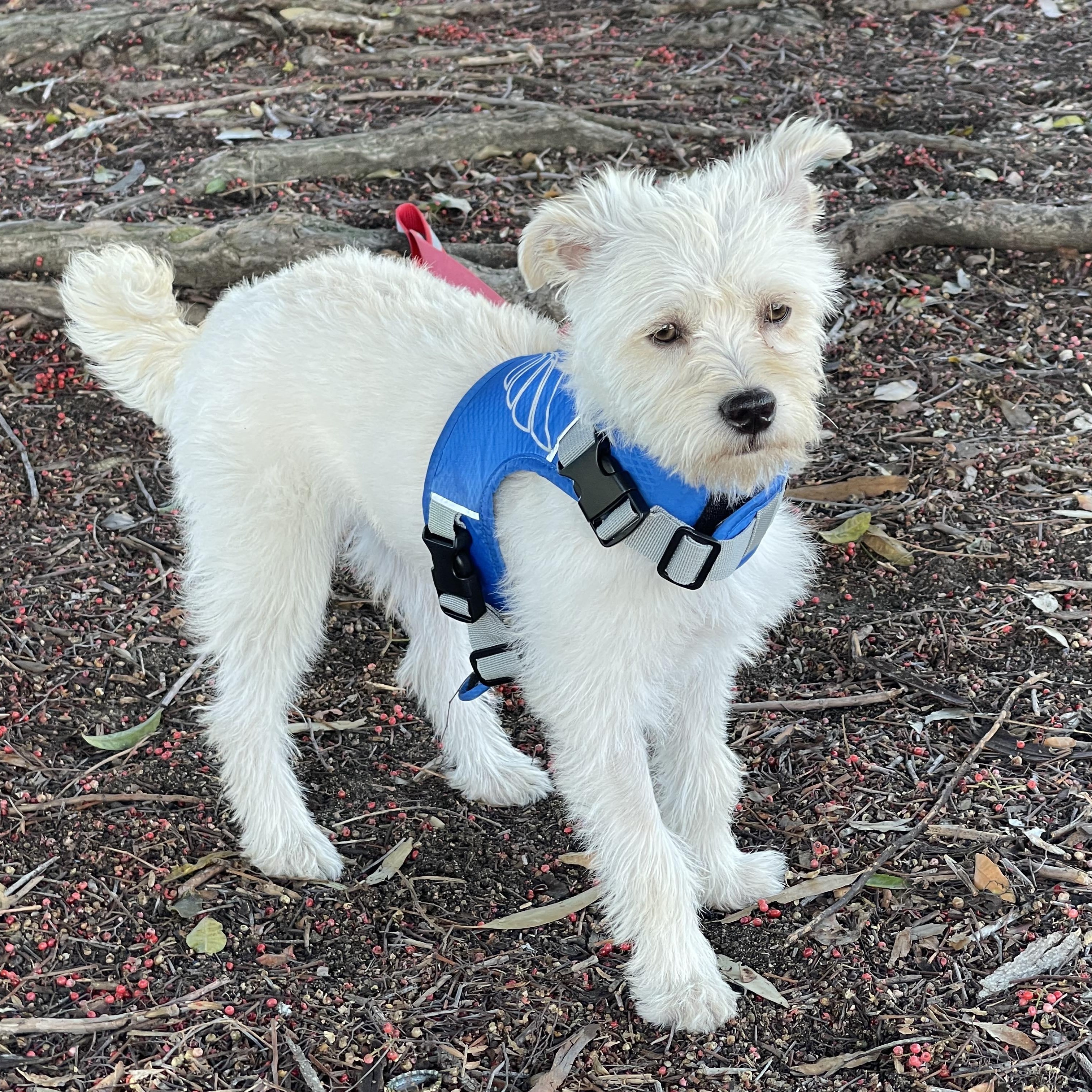 Enlarge Katie 9 months , an adoptable mixed breed in Aliso Viejo, CA image 3/6