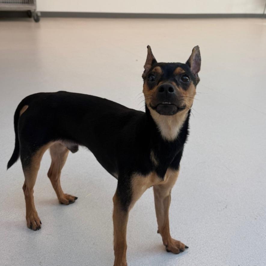 Jaylen, Adoptable, Adult Male Miniature Pinscher.