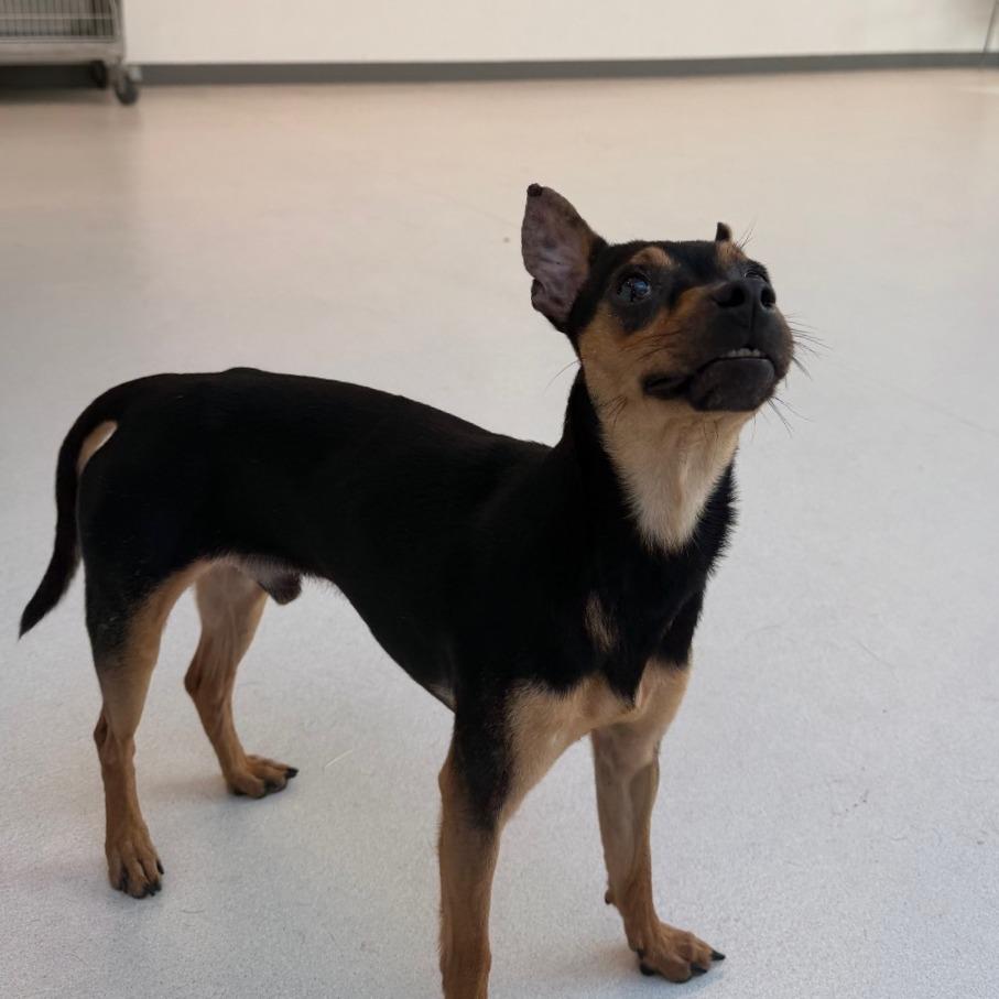 Enlarge Jaylen, a Adoptable Miniature Pinscher in Warwick, RI image 2/4