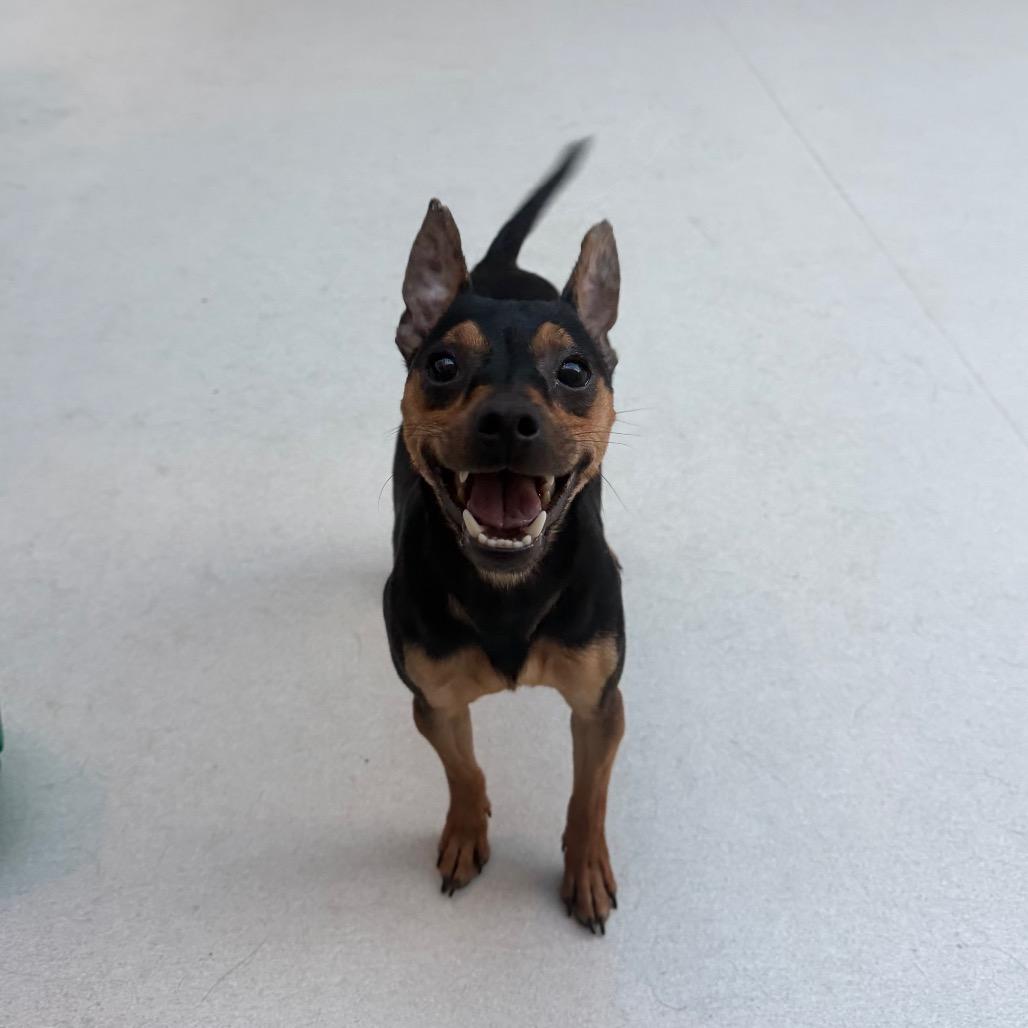 Enlarge Jaylen, a Adoptable Miniature Pinscher in Warwick, RI image 3/4
