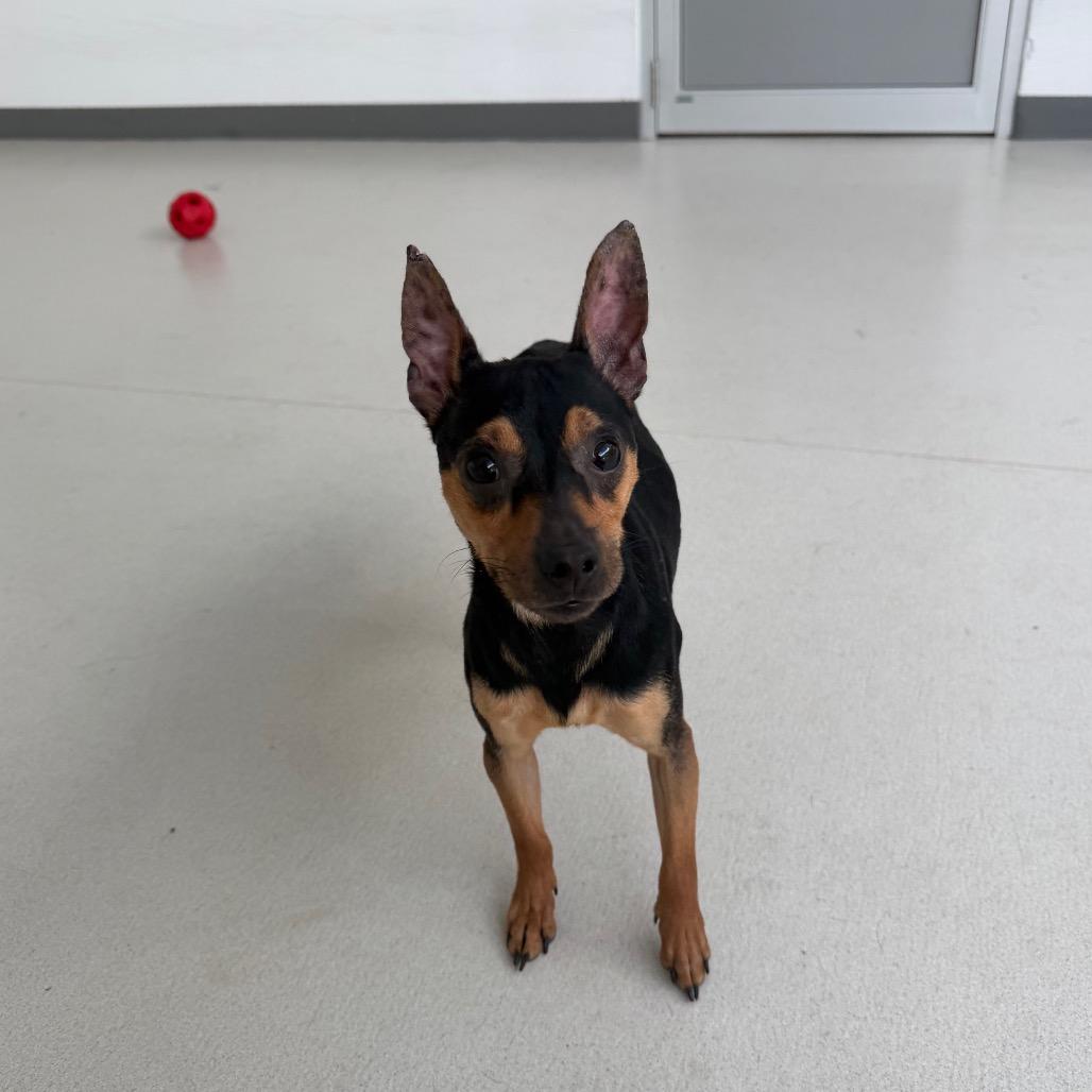 Enlarge Jaylen, a Adoptable Miniature Pinscher in Warwick, RI image 4/4