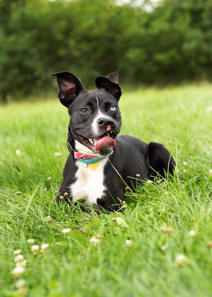 Enlarge Piper- in foster home, a Adoptable Mixed Breed in Hamilton, OH image 1/5