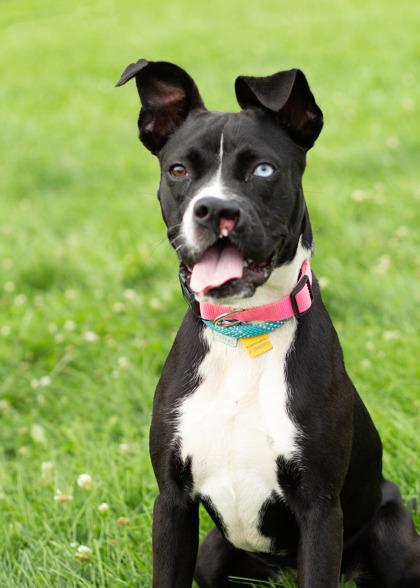 Enlarge Piper- in foster home, a Adoptable Mixed Breed in Hamilton, OH image 3/5