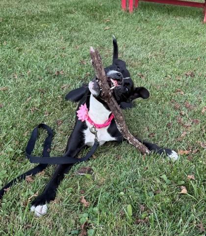 Enlarge Piper- in foster home, a Adoptable Mixed Breed in Hamilton, OH image 4/5