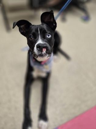 Enlarge Piper- in foster home, a Adoptable Mixed Breed in Hamilton, OH image 5/5