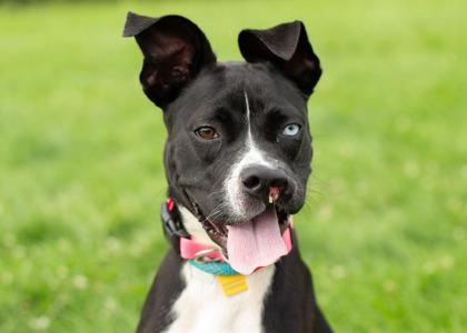 Enlarge Piper- in foster home, a Adoptable Mixed Breed in Hamilton, OH image 2/5