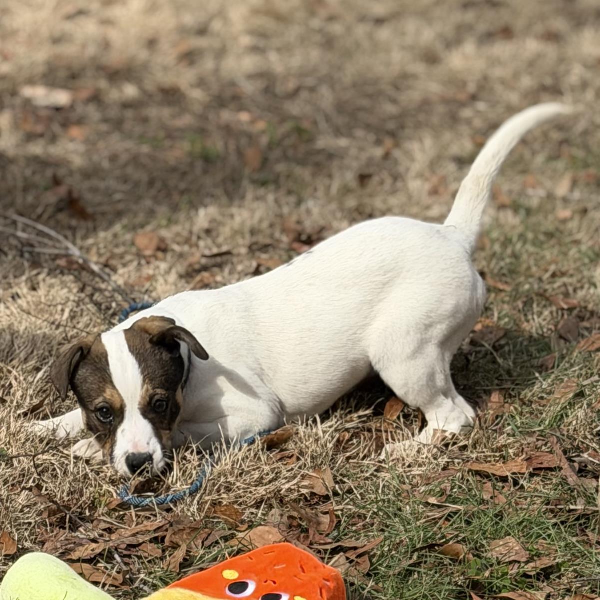 Tay, Adoptable, Puppy Female Saint Bernard.
