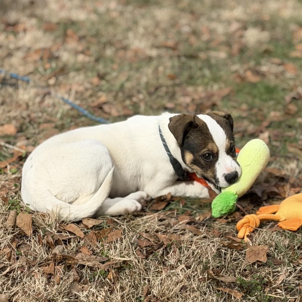 Enlarge Tay, a Adoptable Saint Bernard in Locust Fork, AL image 2/3