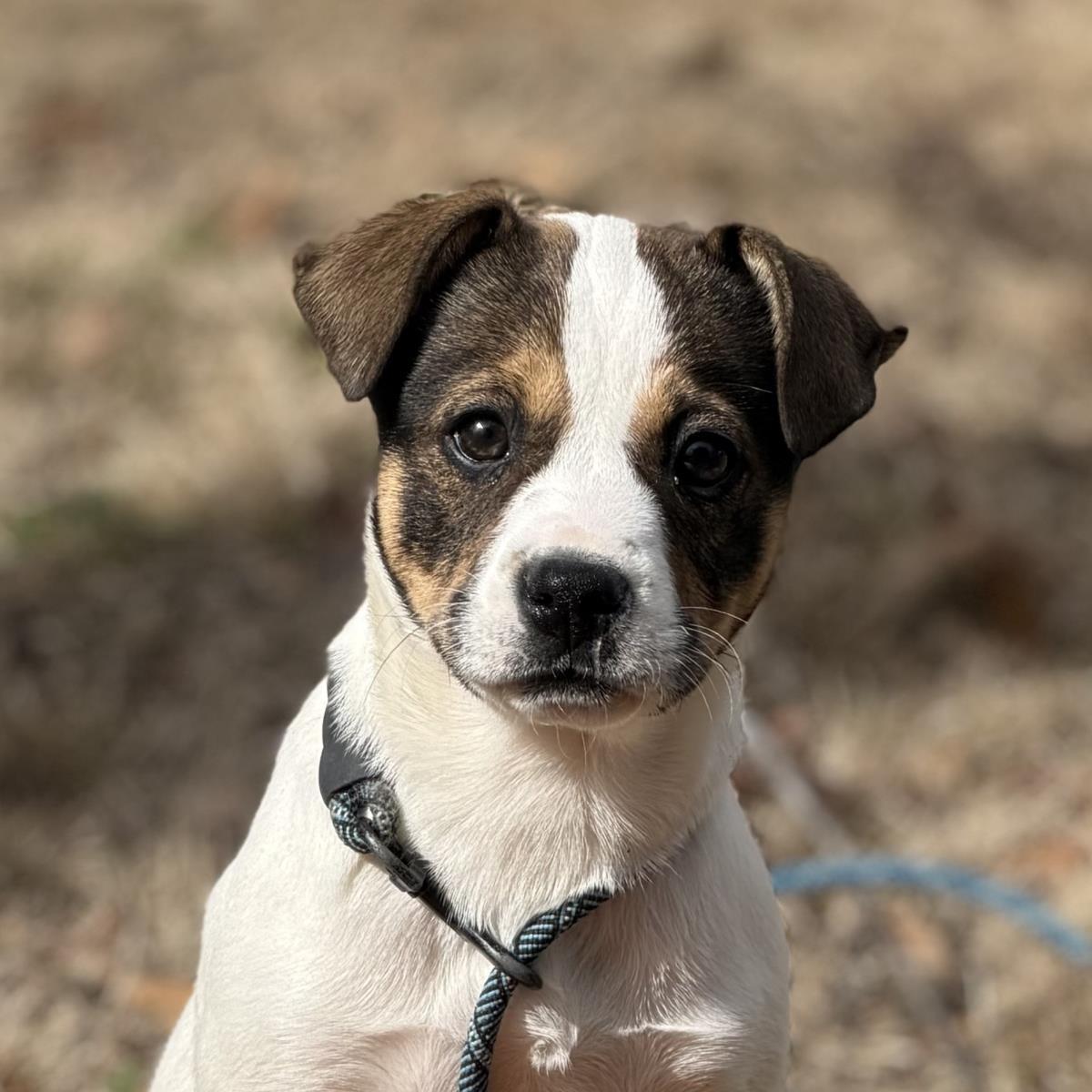 Enlarge Tay, a Adoptable Saint Bernard in Locust Fork, AL image 3/3