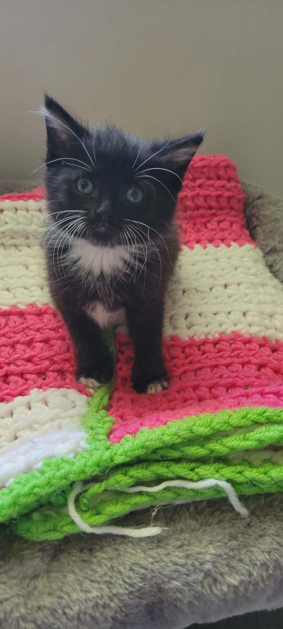 Mila, Adopted, Kitten Female American Shorthair.