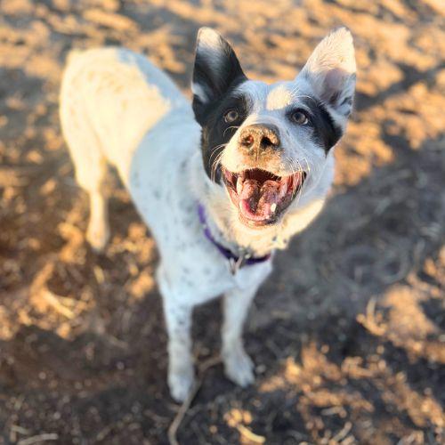 Enlarge JUPITER, a Adoptable mixed breed in Aurora, CO image 1/1