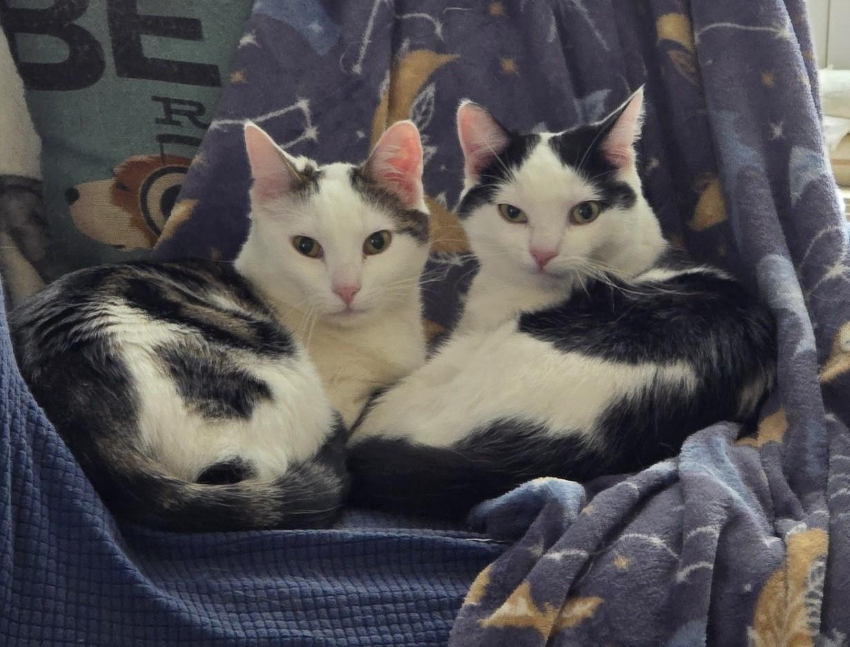 Enlarge Hazel and Lucky, an adopted mixed breed in Latham, NY image 1/5