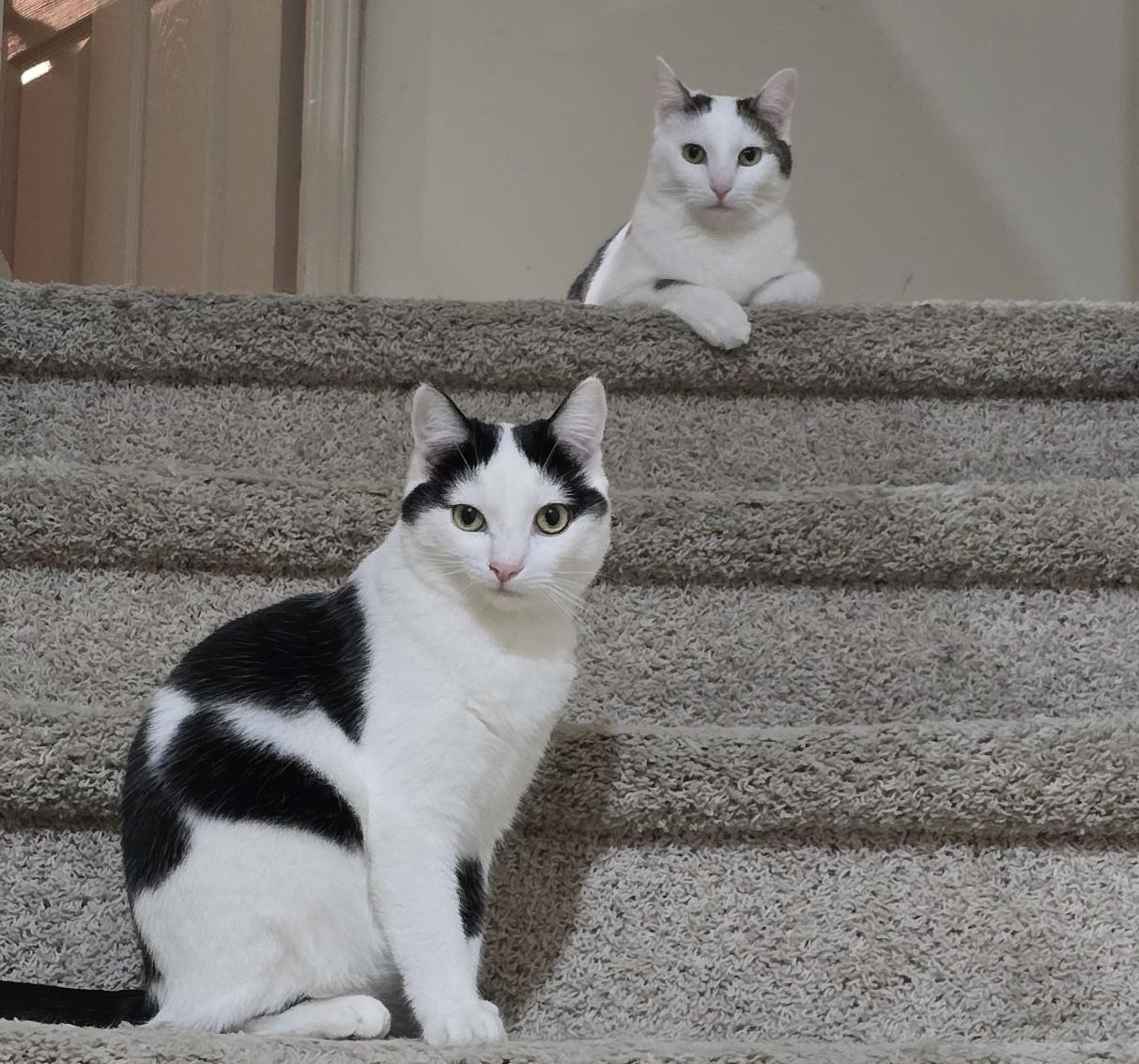 Enlarge Hazel and Lucky, an adopted mixed breed in Latham, NY image 4/5