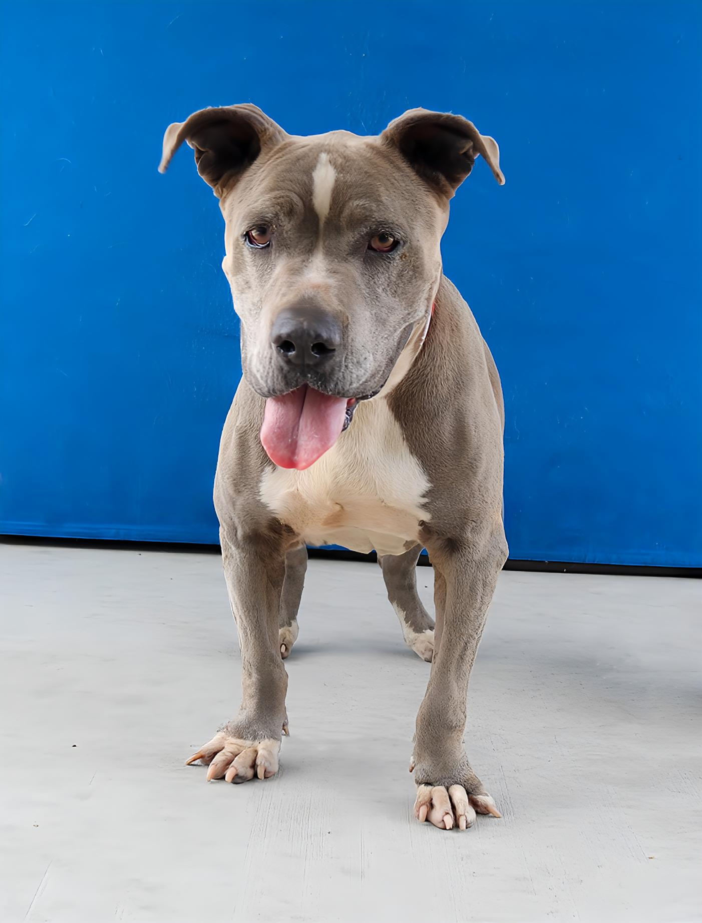 Enlarge BLUE, a Adoptable Pit Bull Terrier in Pasadena, CA image 1/2
