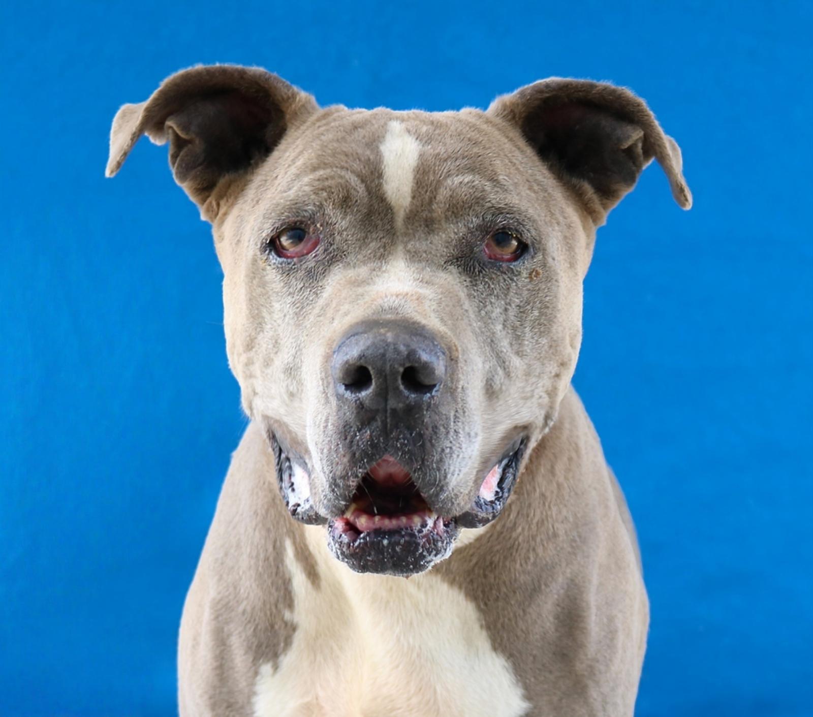 Enlarge BLUE, a Adoptable Pit Bull Terrier in Pasadena, CA image 2/2