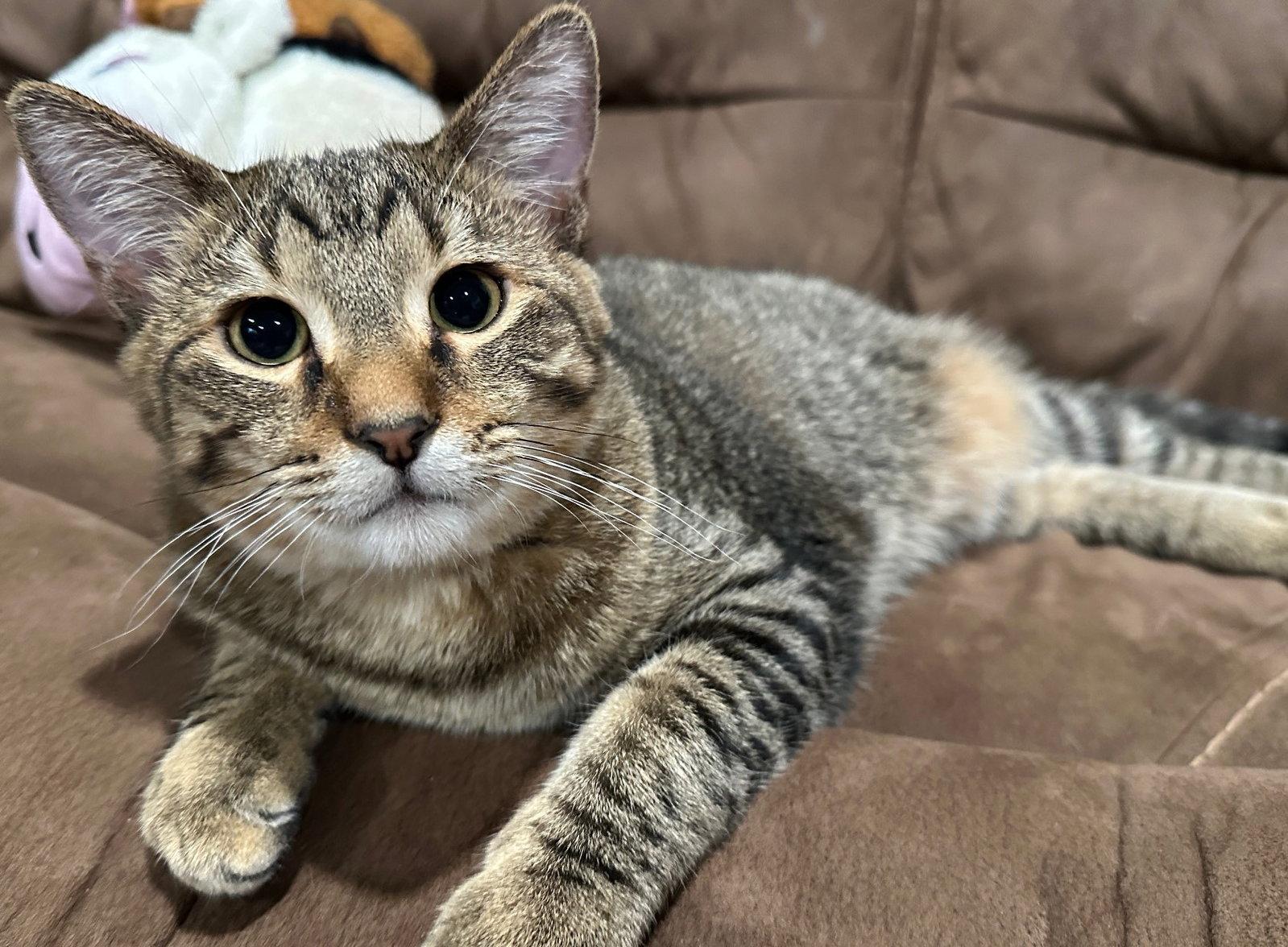 Vander, Adoptable, Kitten Male Domestic Short Hair.