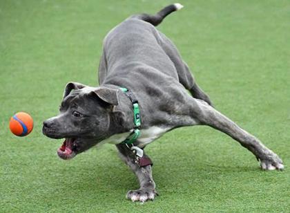 Enlarge Jackie Frost, a Adoptable mixed breed in Cleveland, OH image 1/3