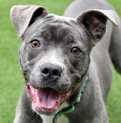 Enlarge Jackie Frost, a Adoptable mixed breed in Cleveland, OH image 2/3