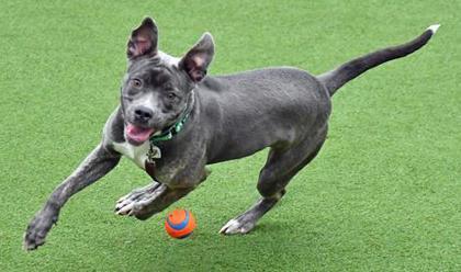 Enlarge Jackie Frost, a Adoptable mixed breed in Cleveland, OH image 3/3