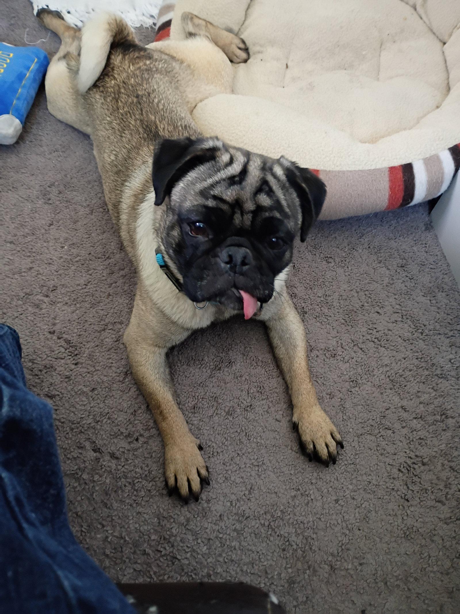 Enlarge Gene Simmons, a Adoptable Pug in Brooklyn Center, MN image 1/3
