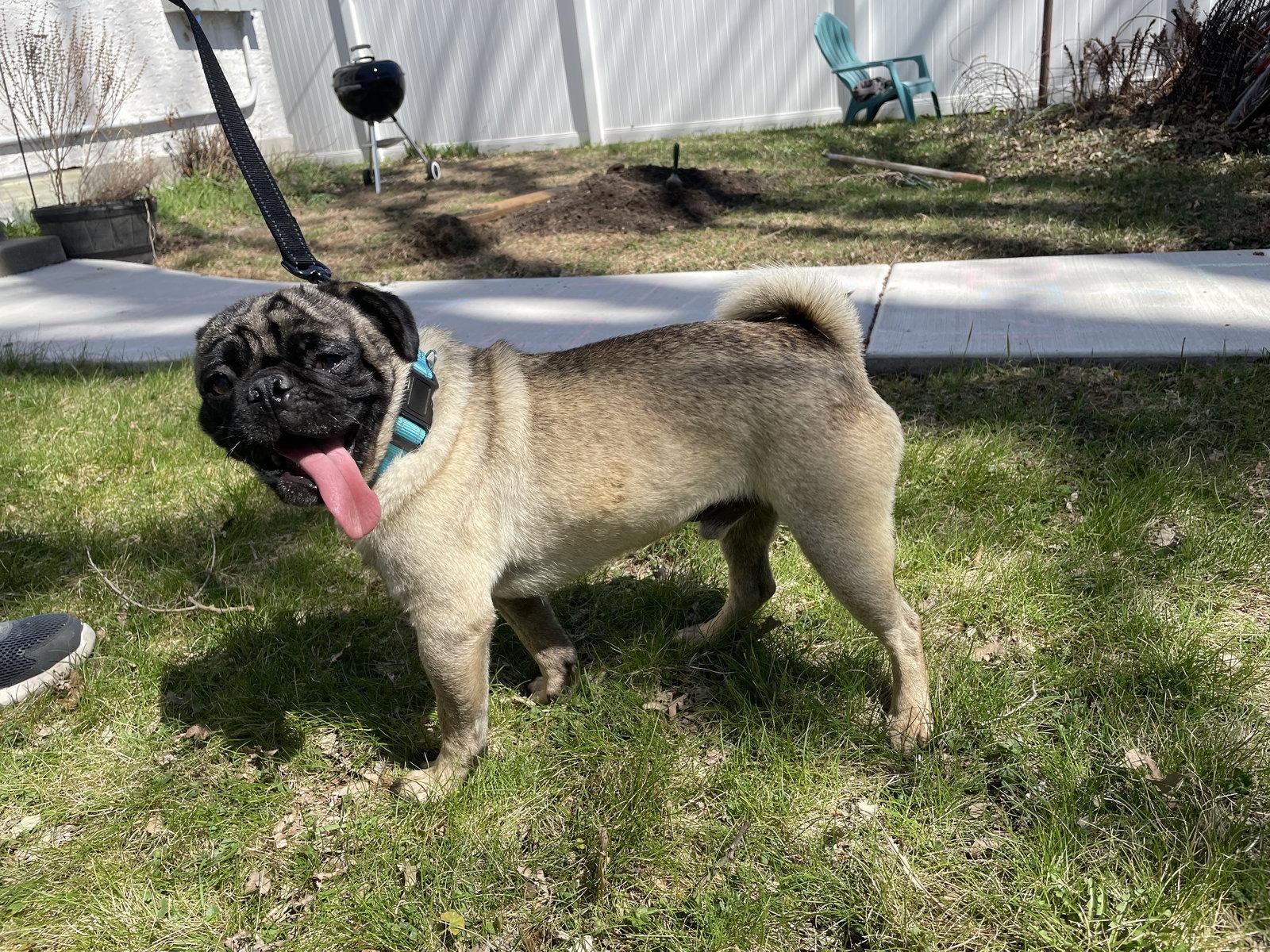 Gene Simmons, Adoptable, Adult Male Pug.