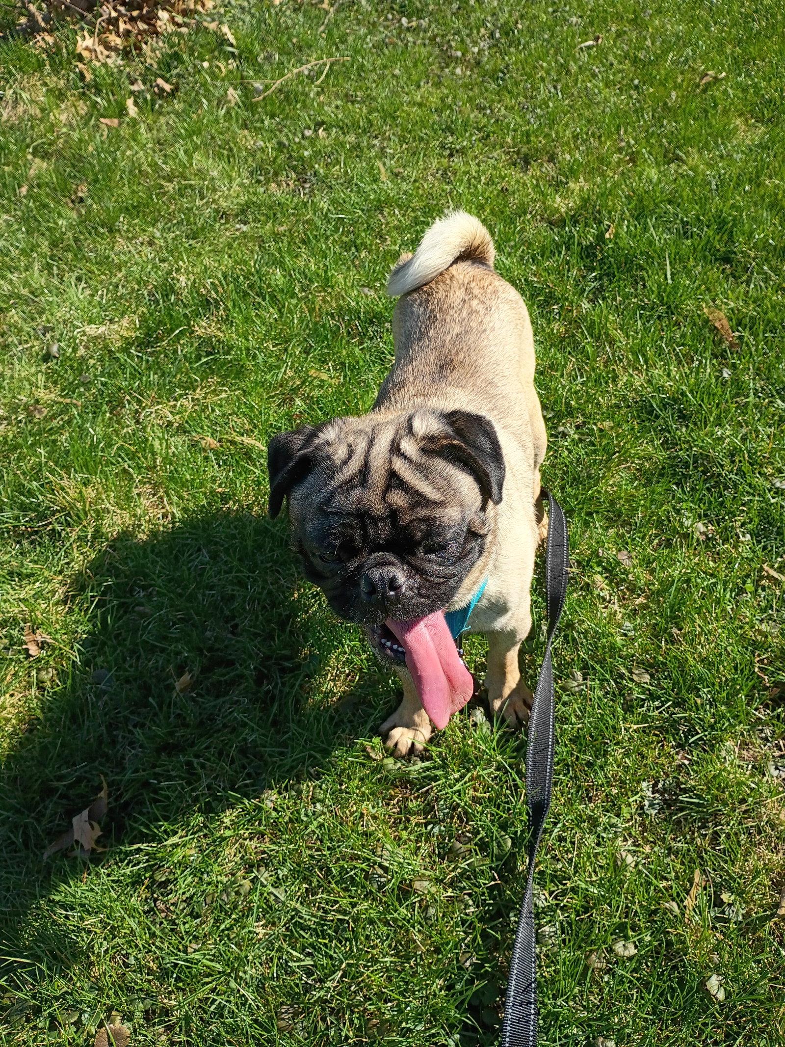 Enlarge Gene Simmons, a Adoptable Pug in Brooklyn Center, MN image 3/3